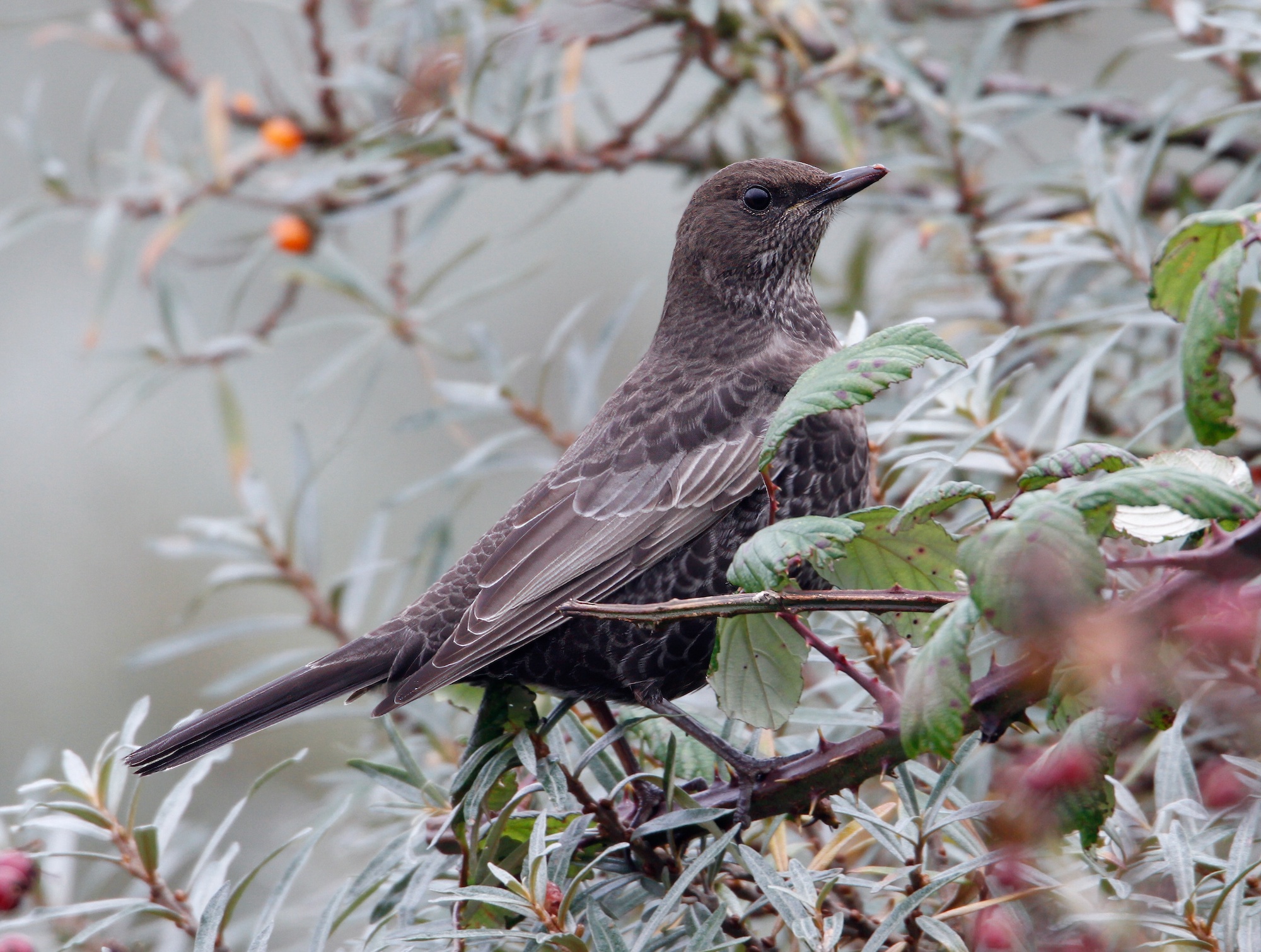 RingOuzel 251012 SaltfleetbyNNR MJTarrant topaz sharpen