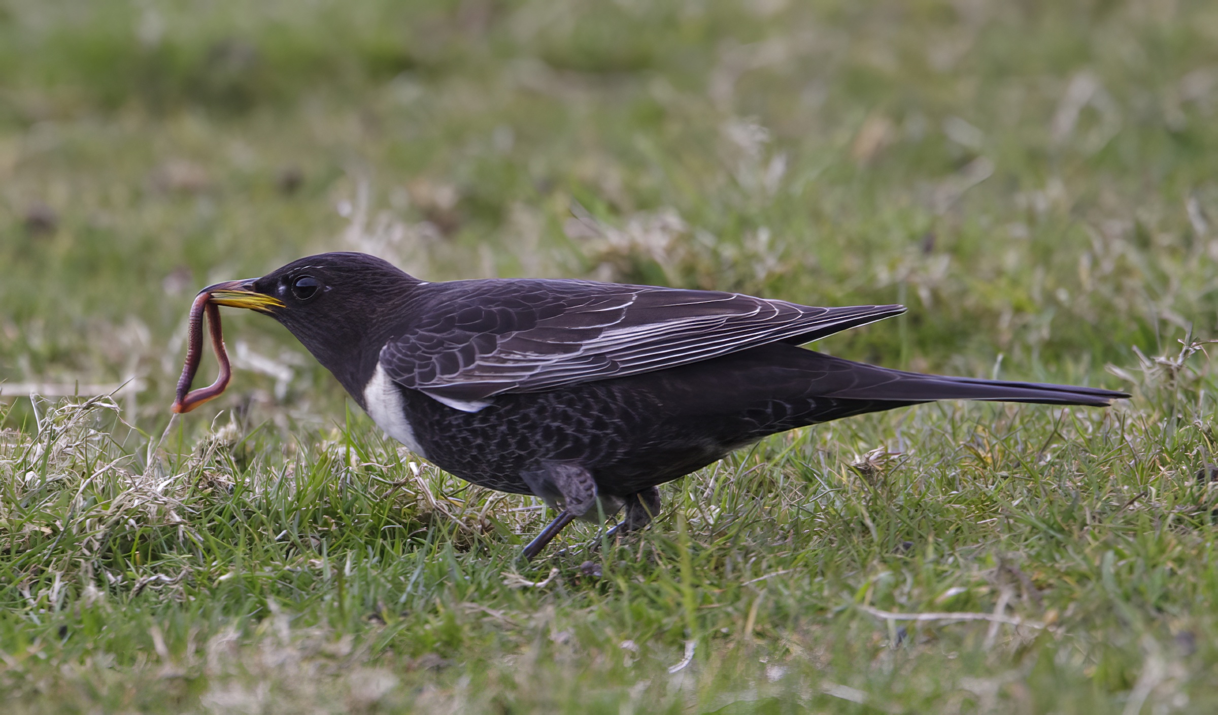 RingOuzel 310309 FarIngsNR GPCatley topaz enhance
