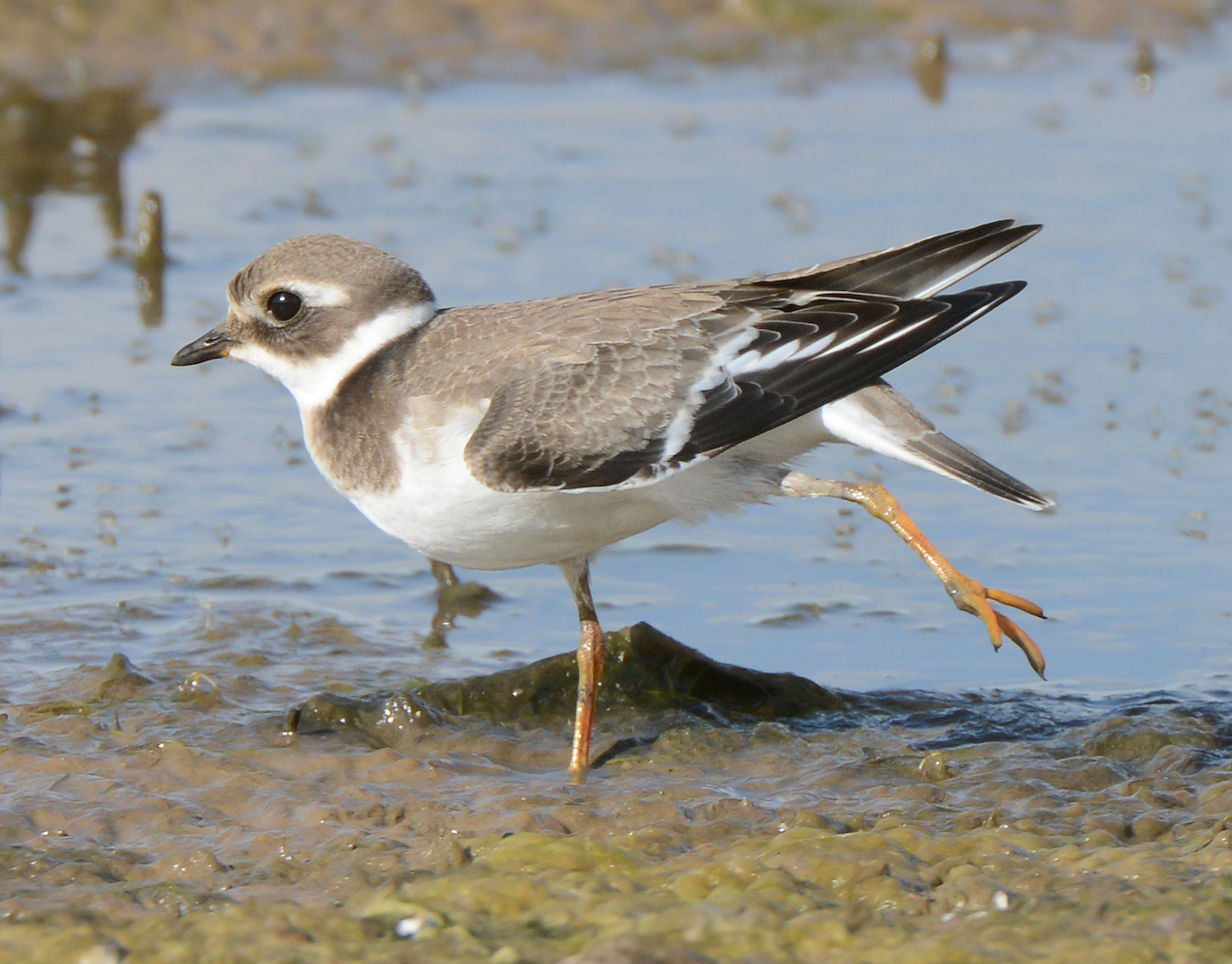 RingedPlover 250716 juv Frampton SKeightley