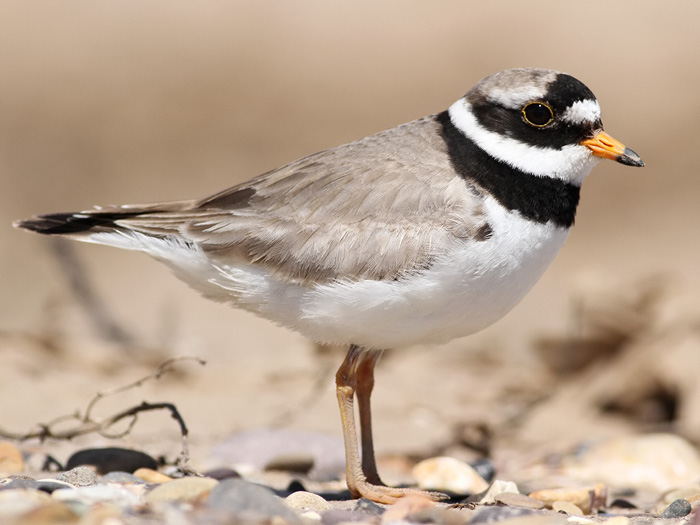 RingedPlover 270512 GibPoint RussHayes