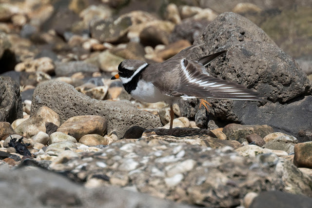 RingedPlover Humber 240522 GPCatley