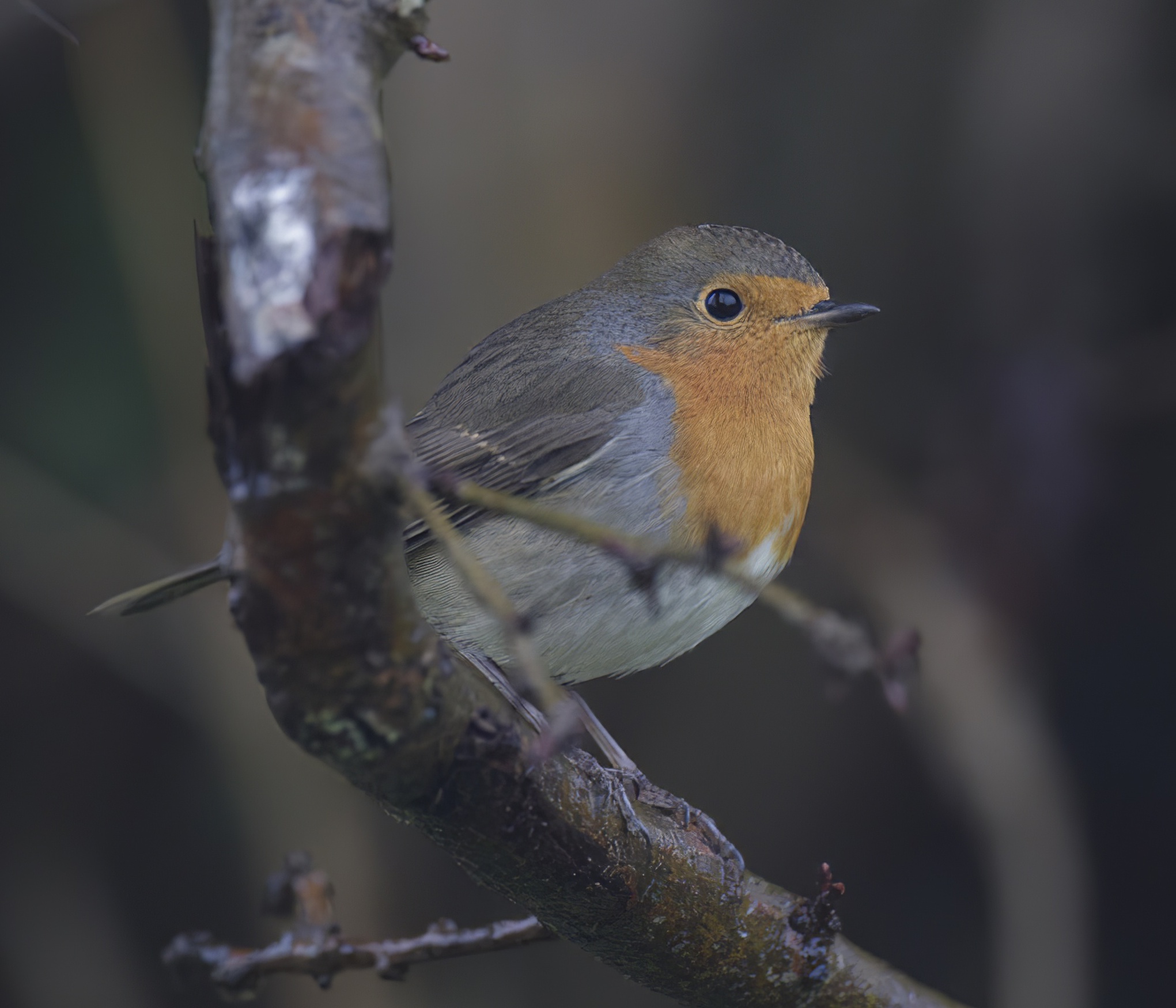 RobinContinental 241012 LincsCoast GPCatley topaz enhance