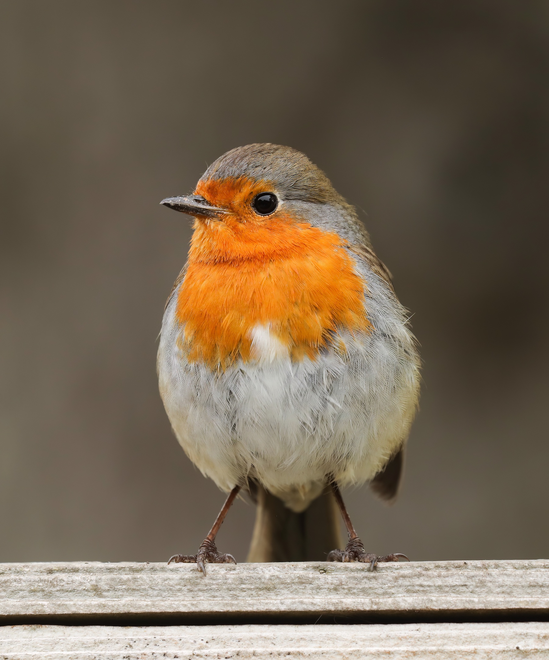 Robin 140620 Louth JRClarkson topaz denoise