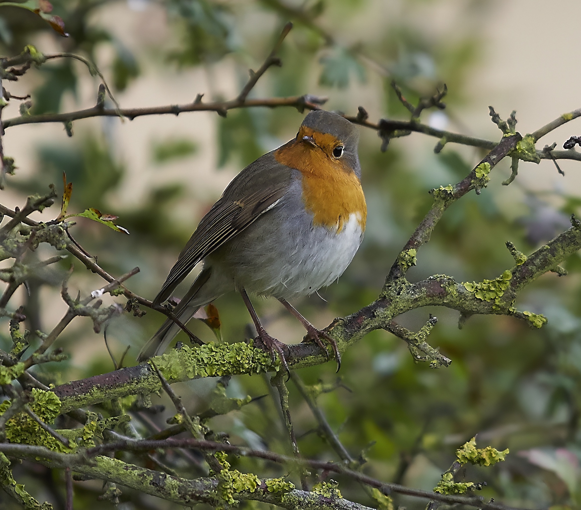 Robin 161016 LincsCoast CRCasey topaz denoise sharpen