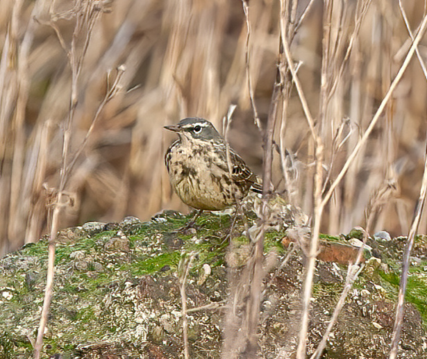 RockPipit2 littoralis March2008 GPCatley SharpenAI Focus