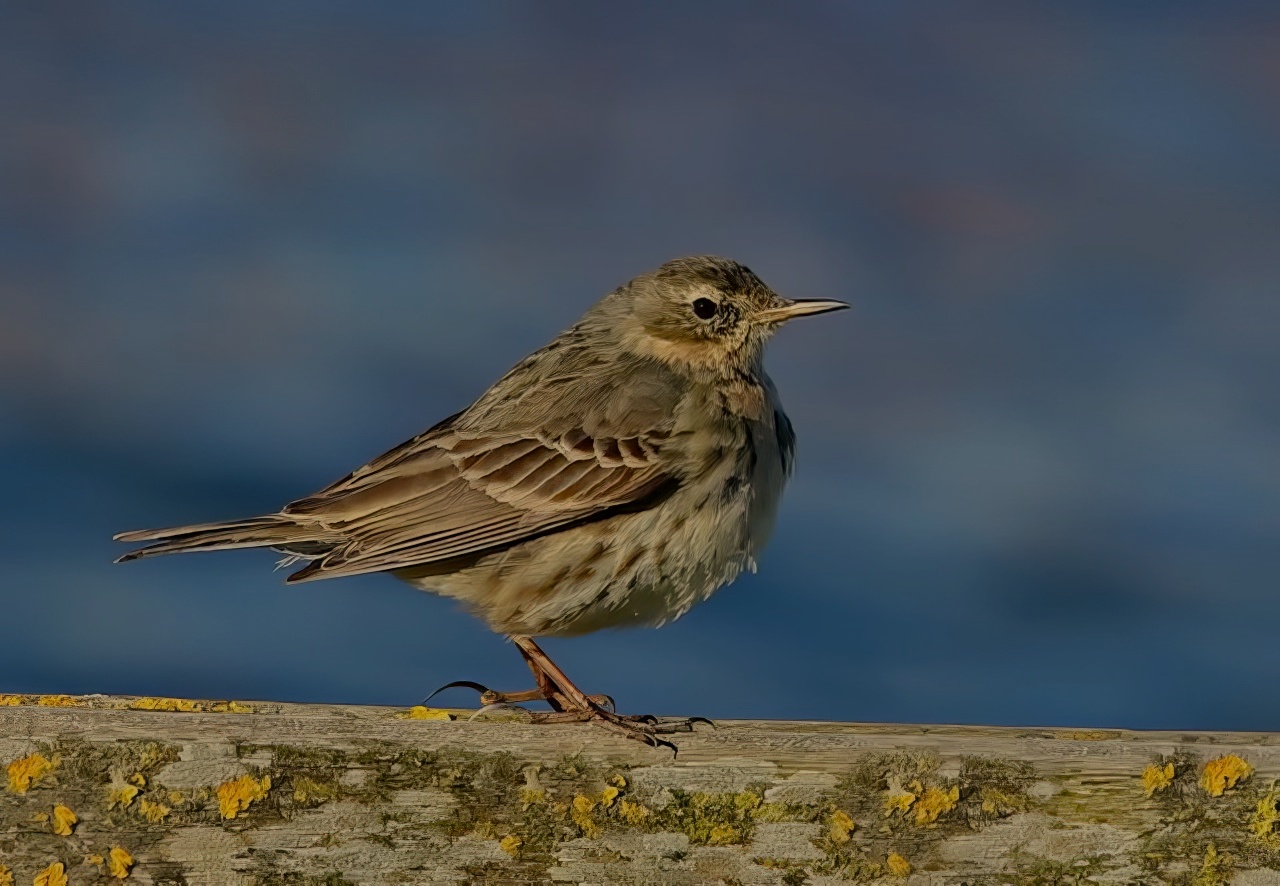 RockPipit 100314 ToftNewtonRes DEades topaz enhance sharpen