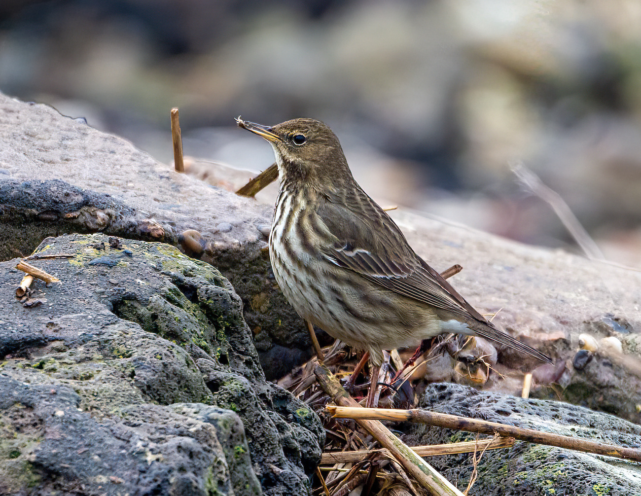 RockPipit Jan2011 New Holland GPCatley SharpenAI Motion