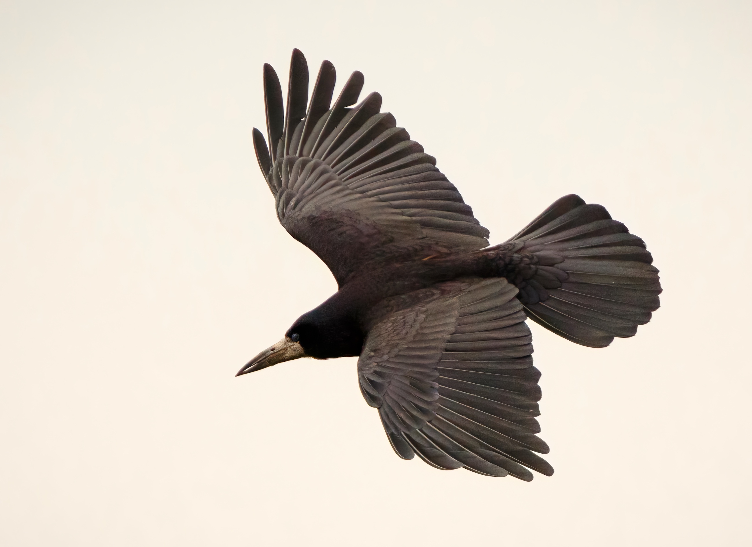 Rook 270317 CovenhamReservoir JRClarkson topaz enhance