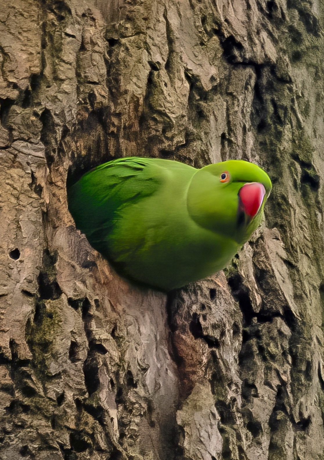 RoseRingedParakeet1 Weelsby Grimsby070208 JRClarkson topaz enhance