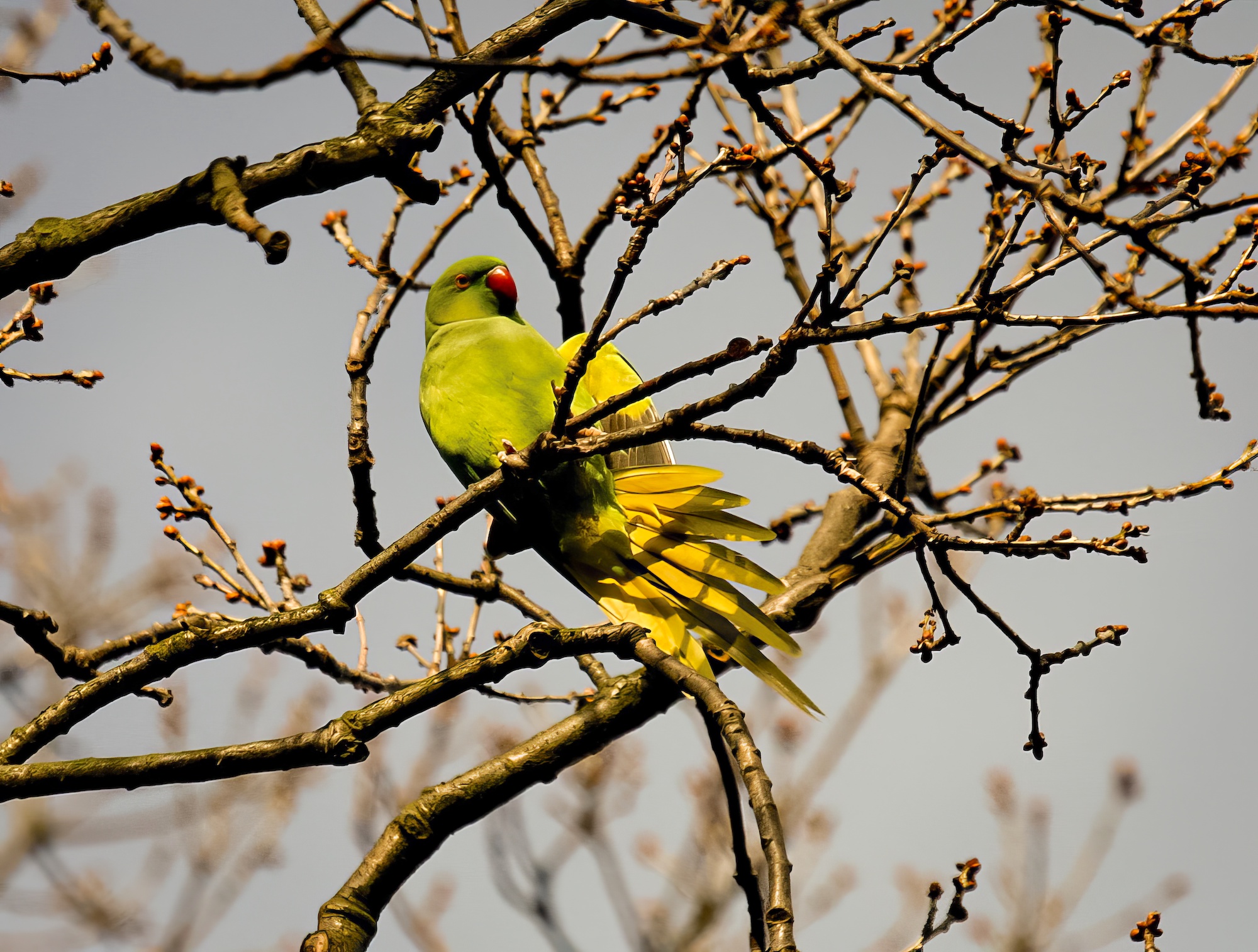 RoseRingedParakeet2 070208 WeelsbyWood Grimsby JRClarkson topaz enhance