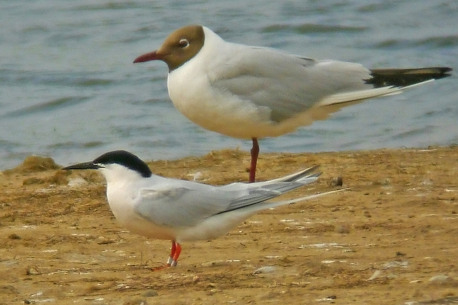 RoseateTern 010712 Freiston PSullivan