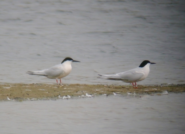 RoseateTern 280612 Freiston PSullivan