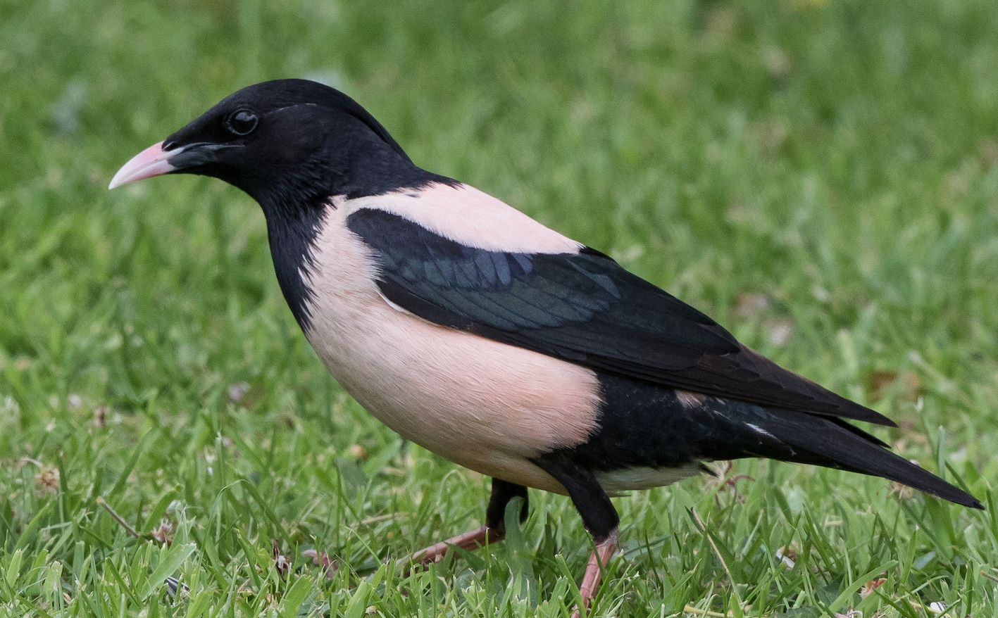 RosyStarling 070618 Saltfleetby JRClarkson