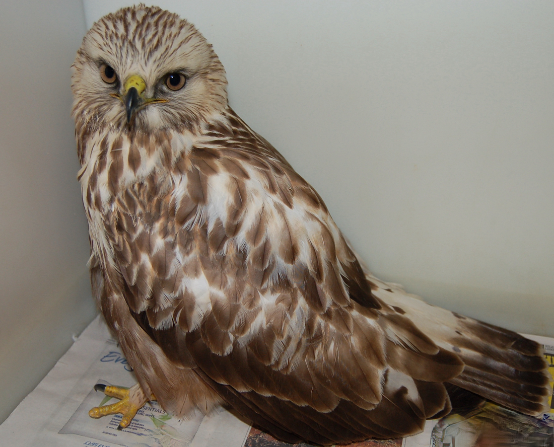 RoughLeggedBuzzard3 221110 RescueBird NALound