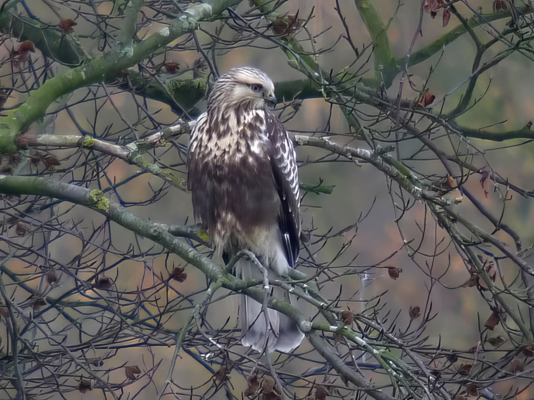 RoughLeggedBuzzard 281111 Withern RHayes topaz enhance