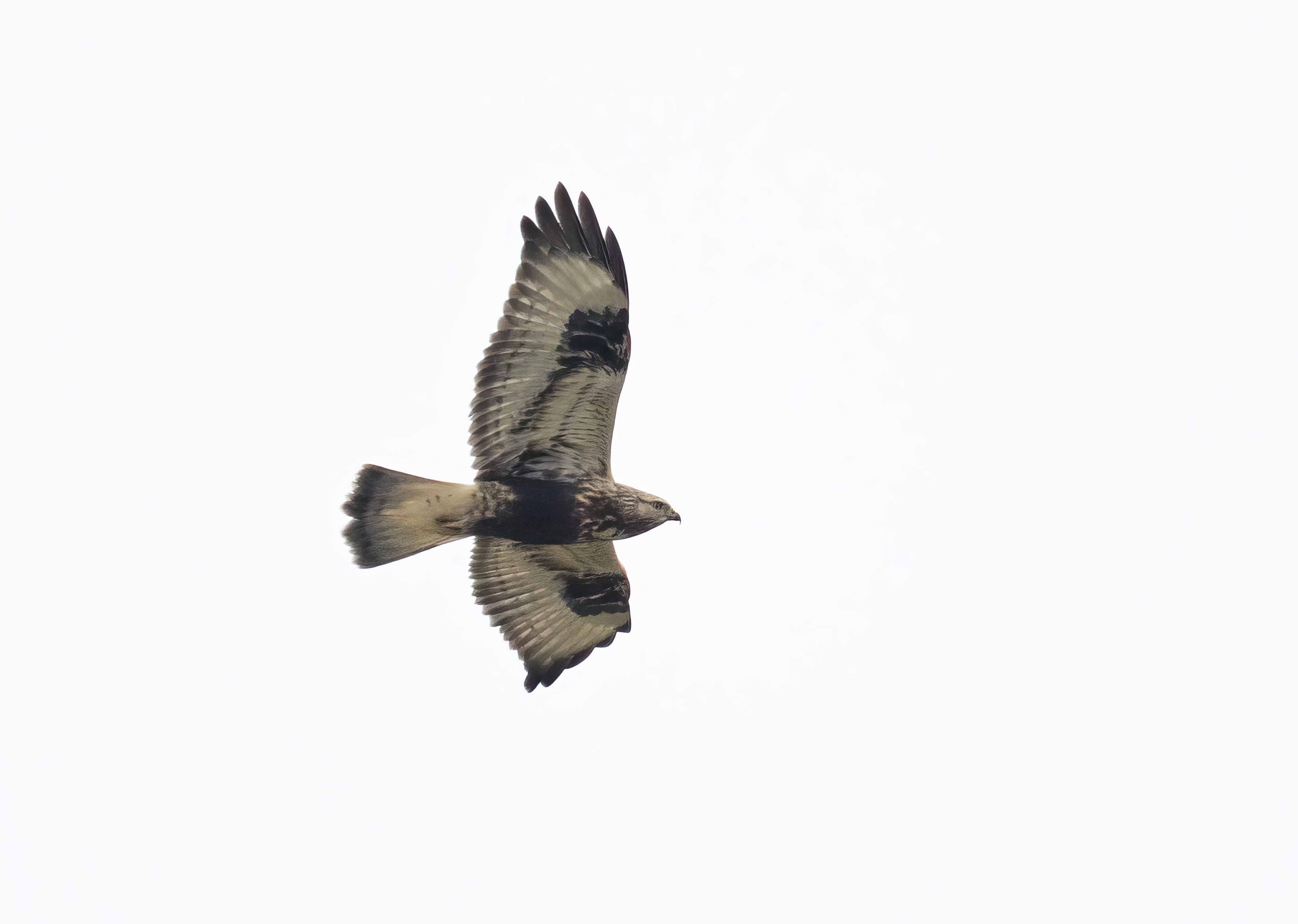 RoughLeggedBuzzard Juv 291016 Donna Nook GPCatley topaz enhance