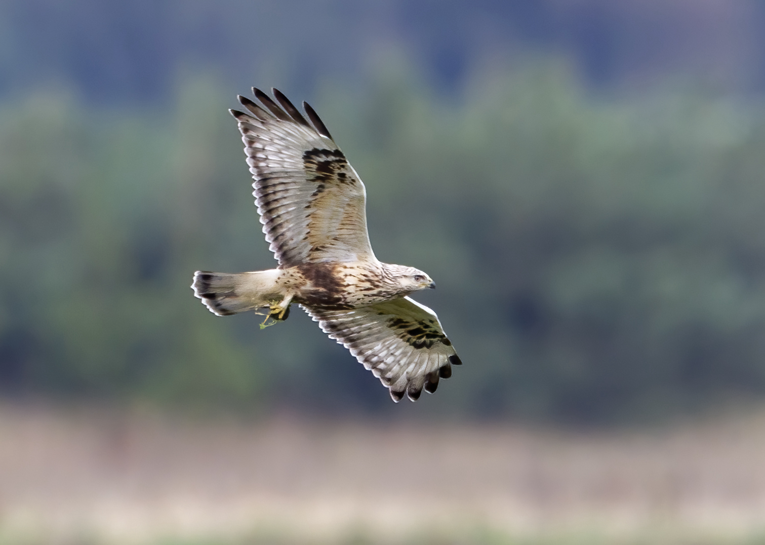 RoughLeggedBuzzard Oct2011 WorlabyCarrs GPCatley