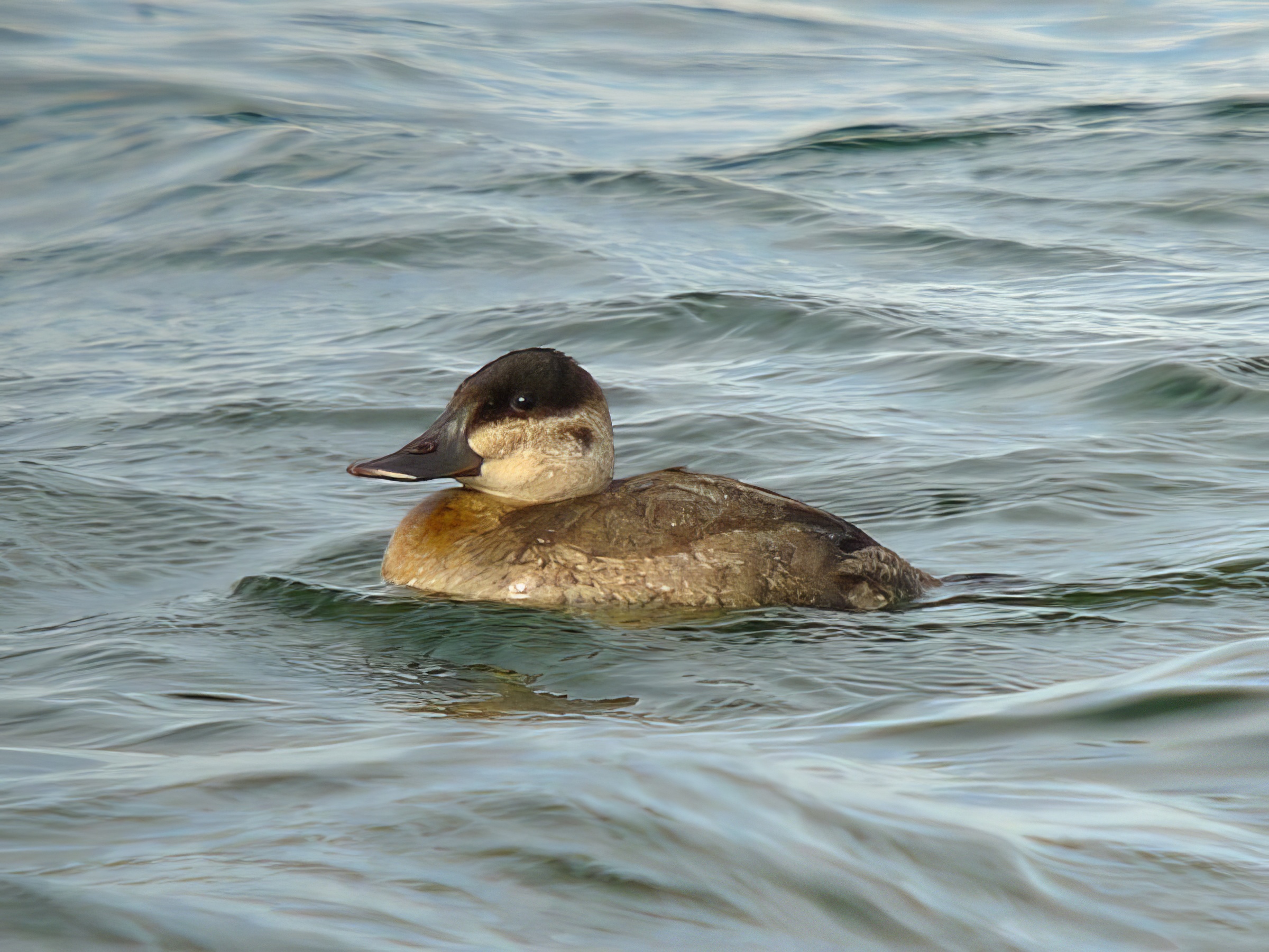 RuddyDuck AdF Sept2011 UndiscSite Lincs RHayes topaz enhance
