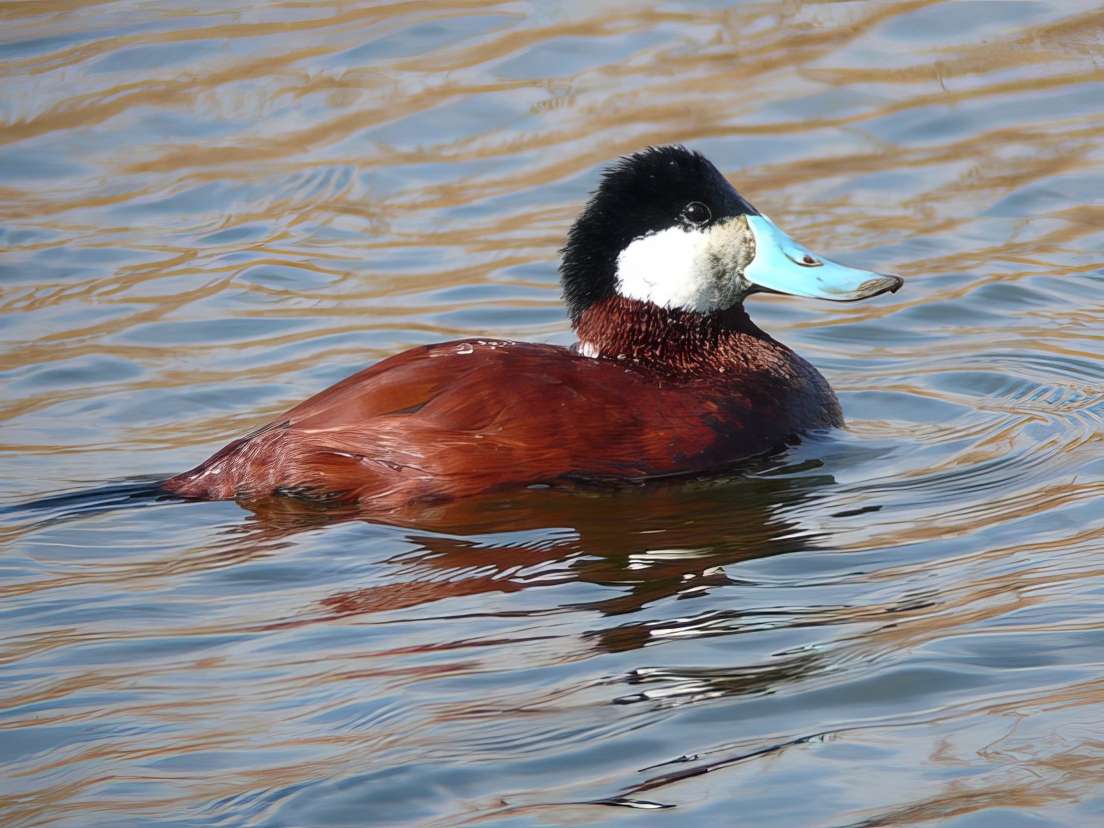 RuddyDuck AdM 020407 WatersEdge RHayes topaz enhance