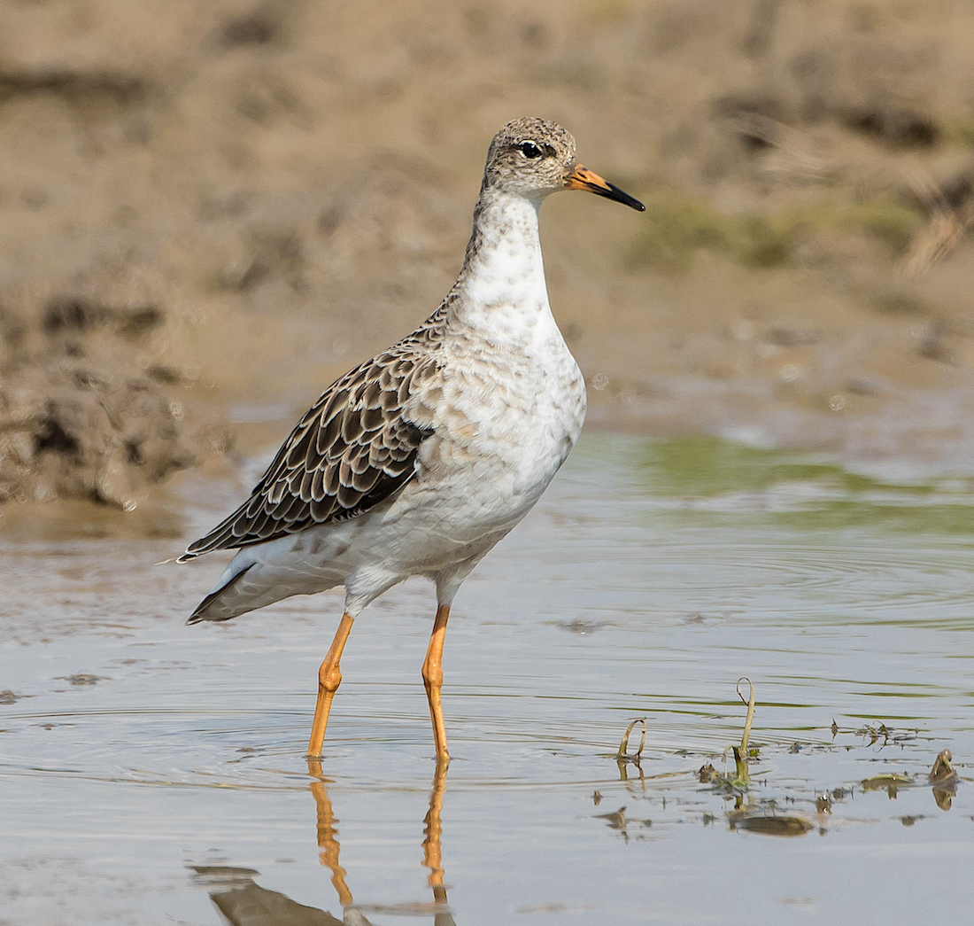 Ruff 020917 FramptonMarsh MDJohnson