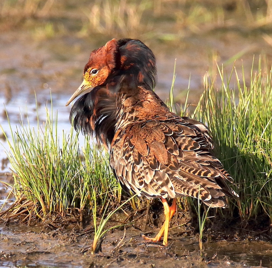 Ruff 120518 FramptonMarsh NeilSmith