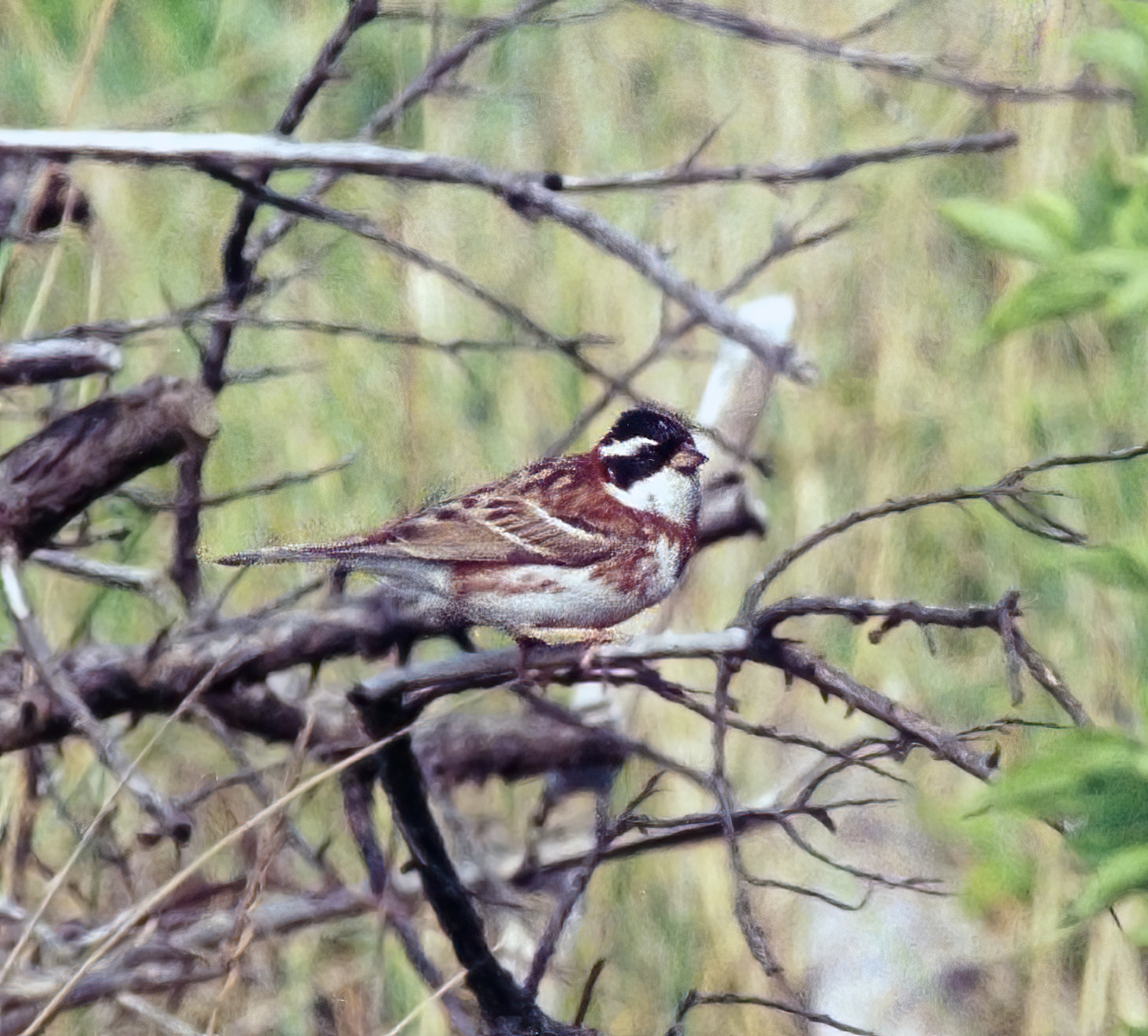 RusticBunting1 100593 GibraltarPoint AlanTate SharpenAI Motion