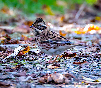 RusticBunting 111015 GibPoint MartinSwannell