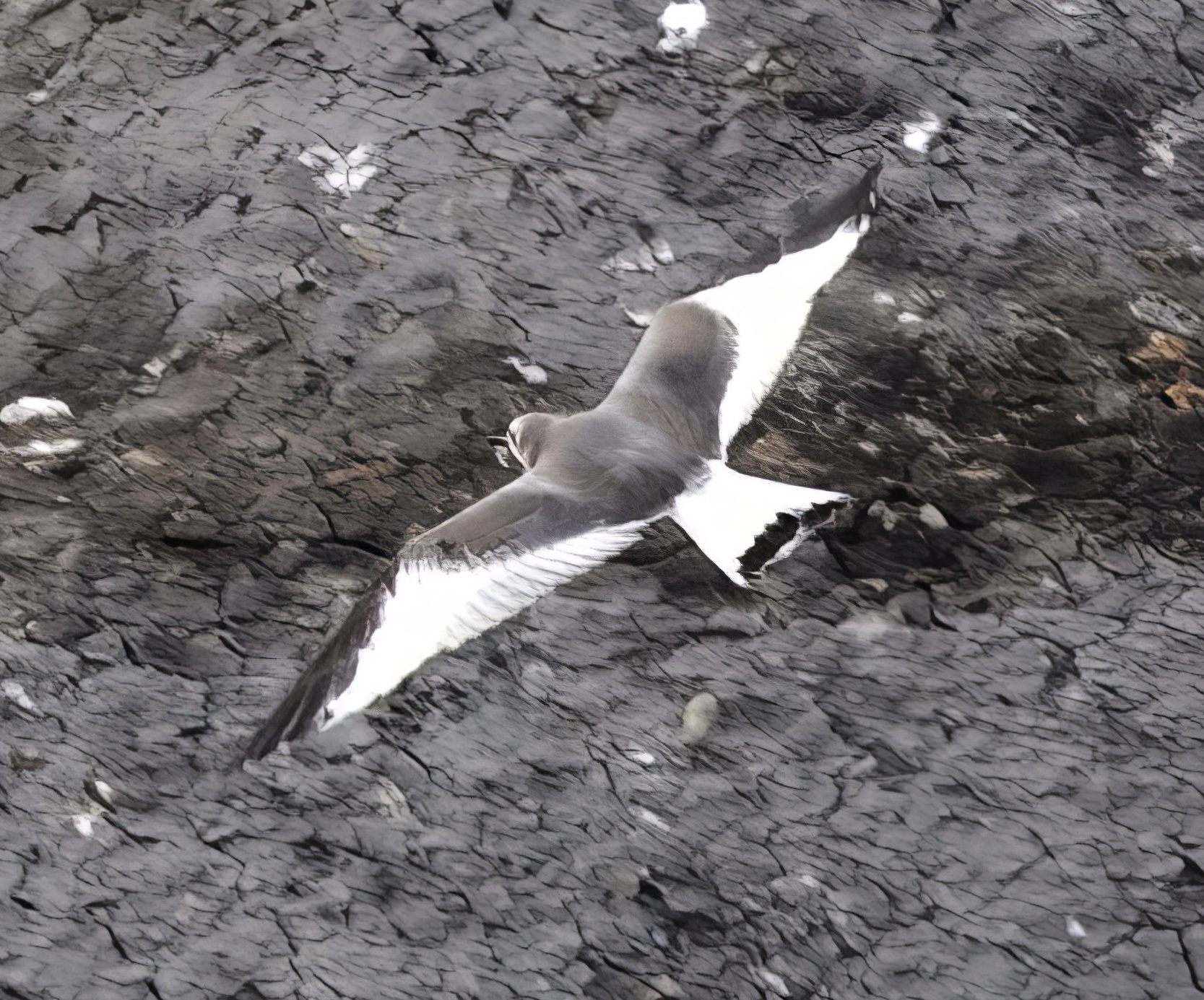 SabinesGull 160911 LeadenhamTip GPC topaz denoise topaz enhance