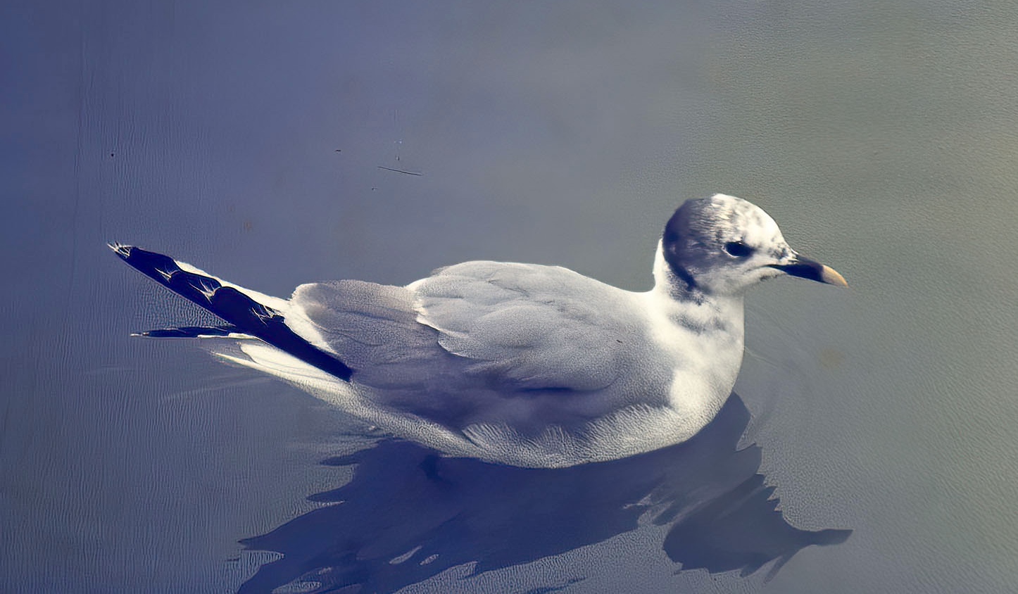 Sabines Gull1Bardney Pits September 1974 GPC