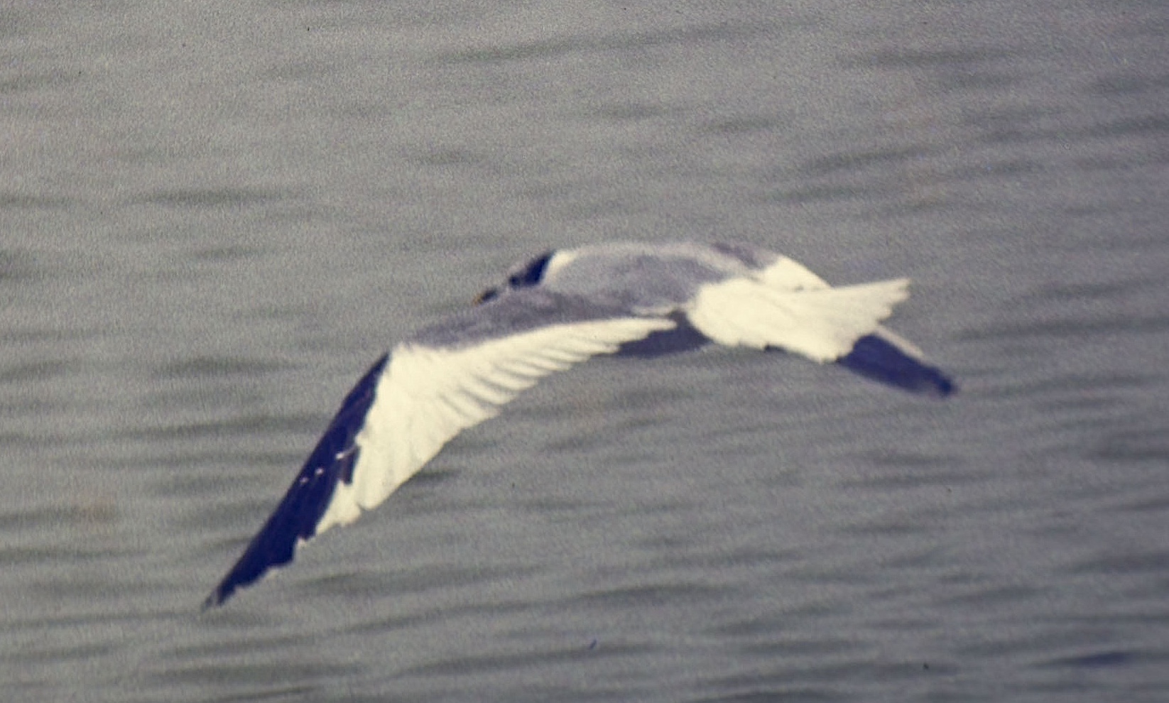 Sabines Gull2 Bardney September 1974 GPC