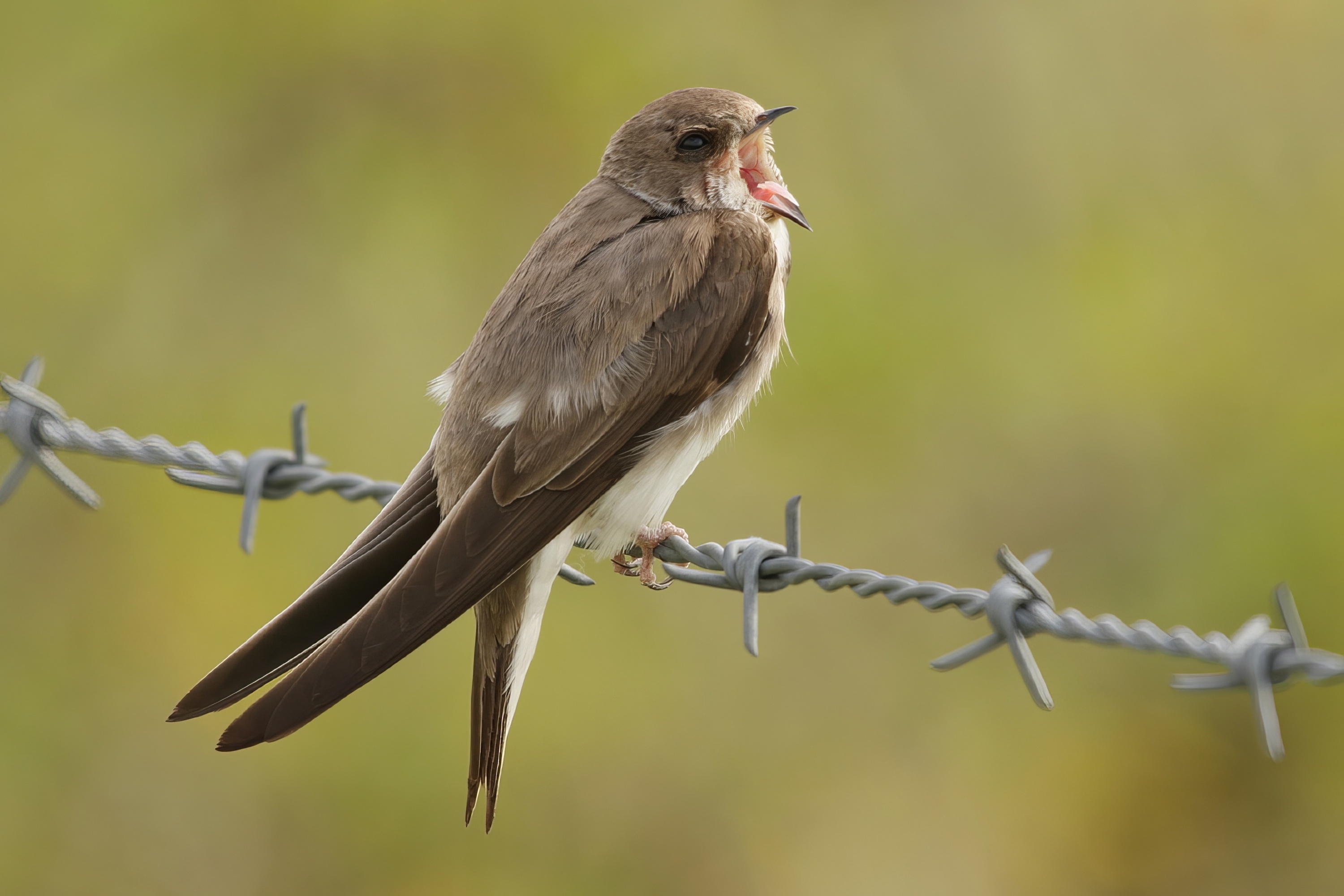 SandMartin2 170809 FreistonShore NeilSmith topaz enhance