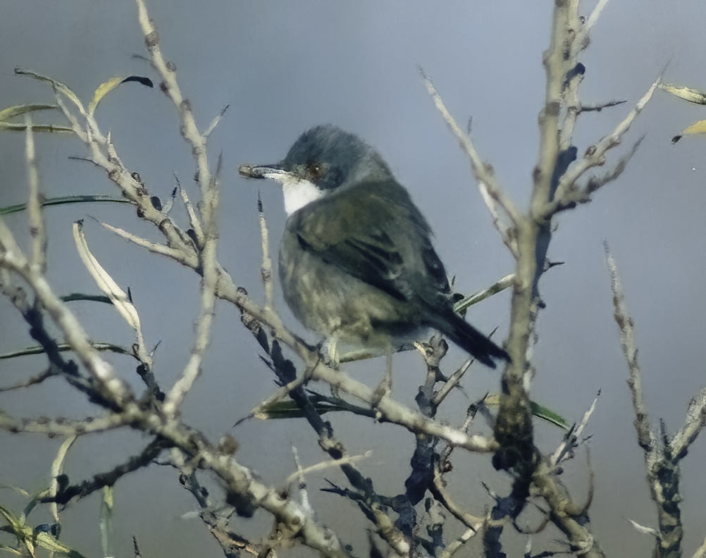 SardinianWarbler Female 301104 Skegness JHarriman denoise severe noise