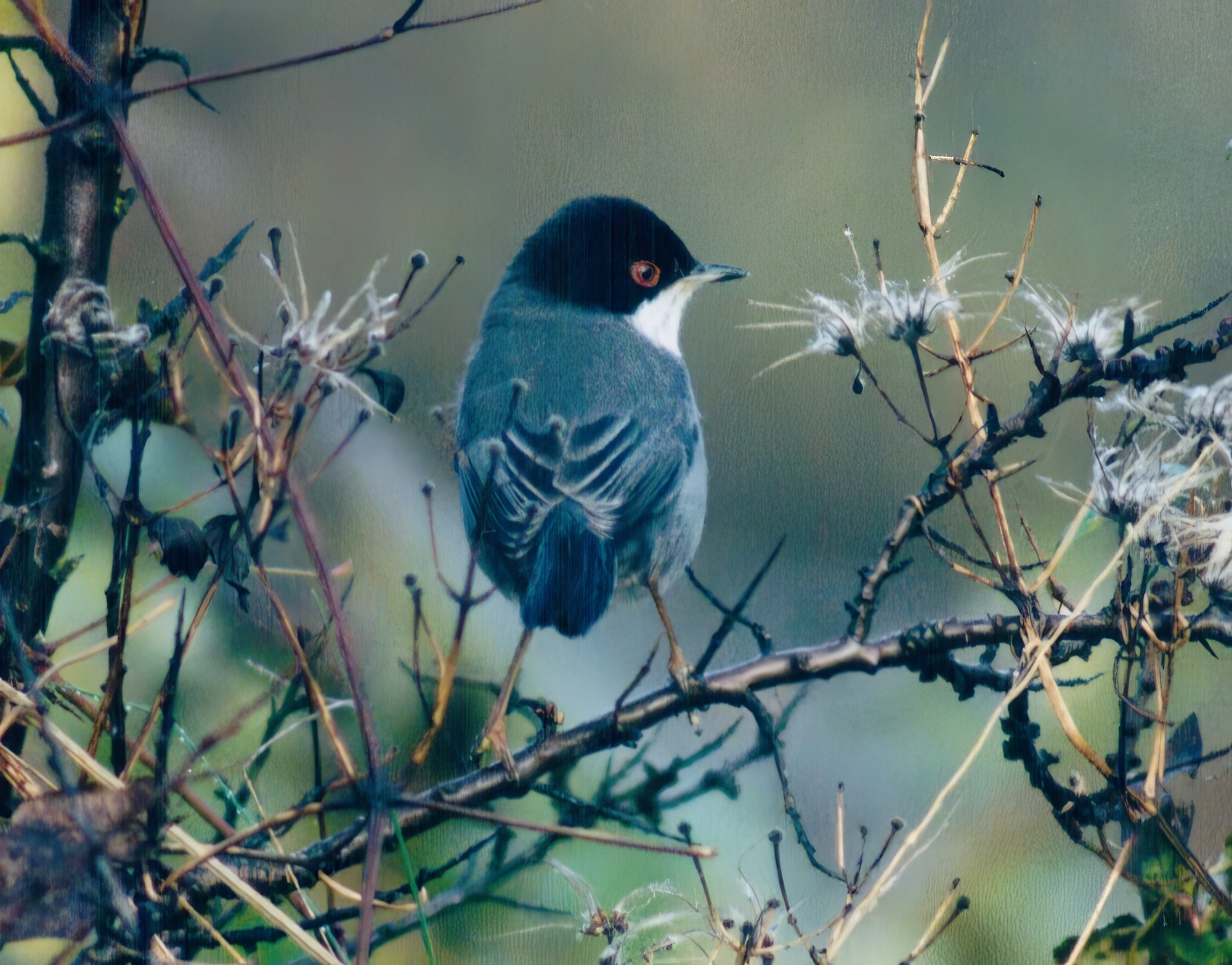 SardinianWarbler Male 301103 Skegness JHarriman topaz enhance