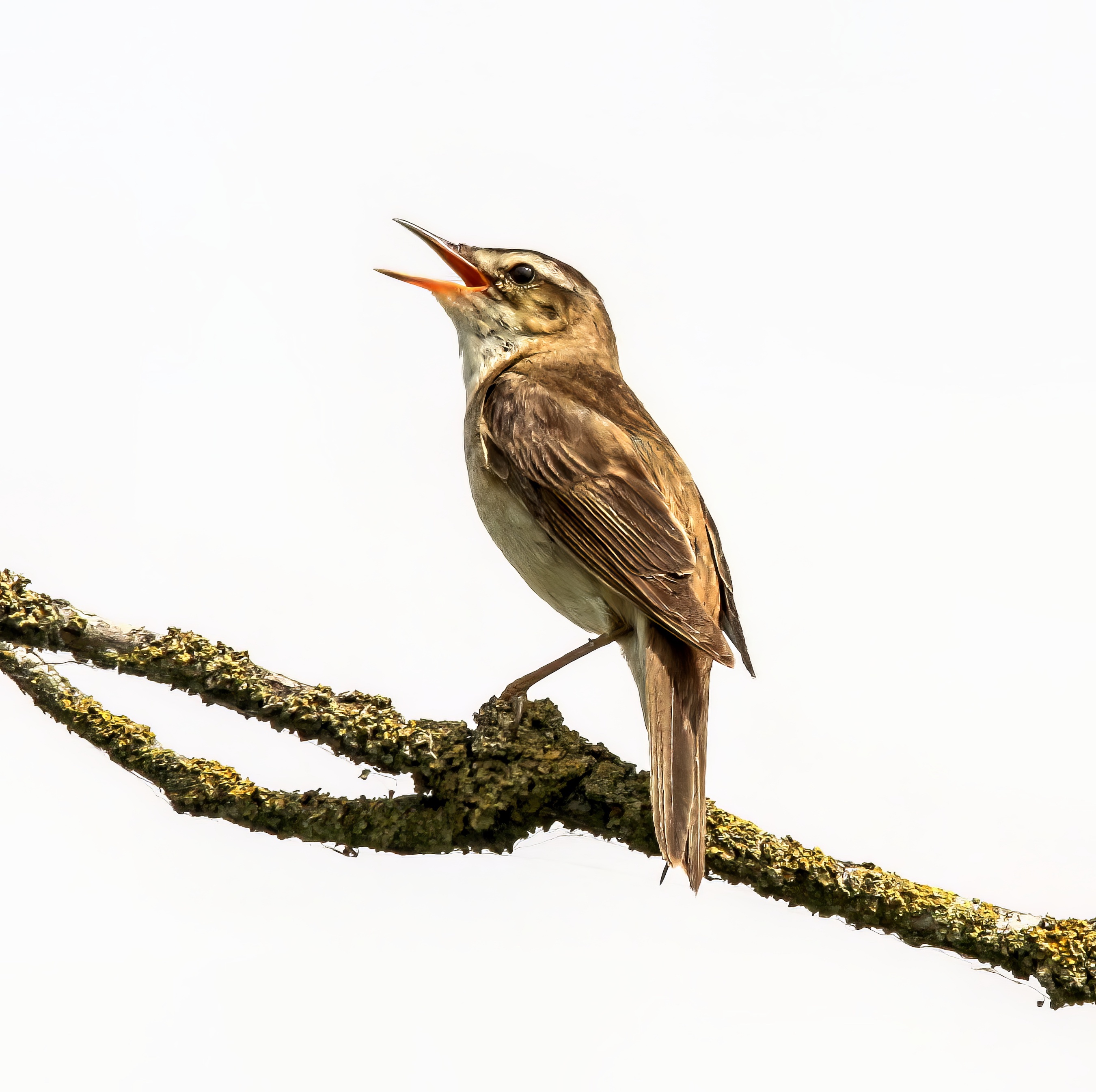SedgeWarbler 220614 FramptonMarsh PAHyde topaz denoise enhance sharpen