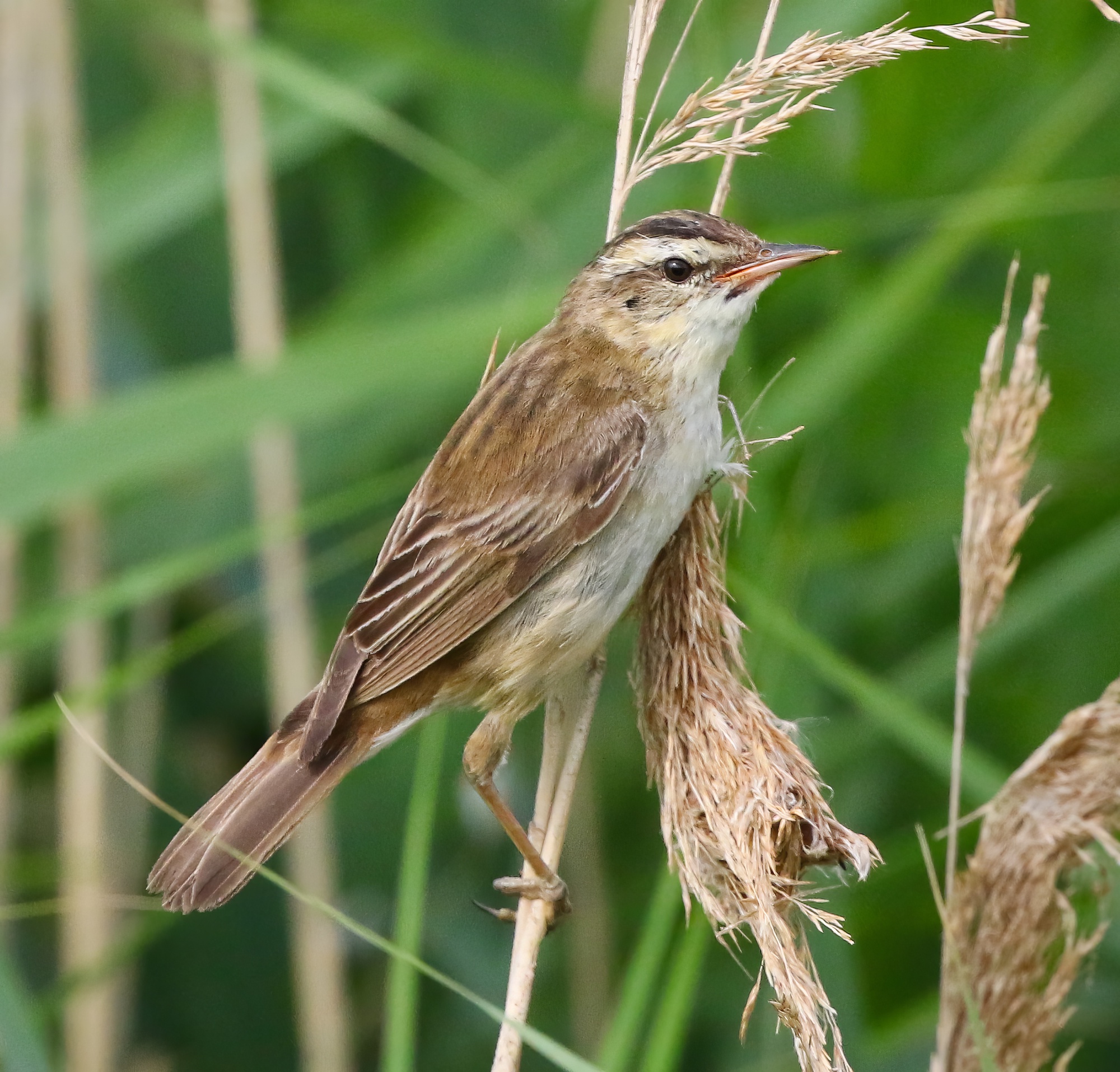 SedgeWarbler 260719 Frampton JRClarkson topaz enhance