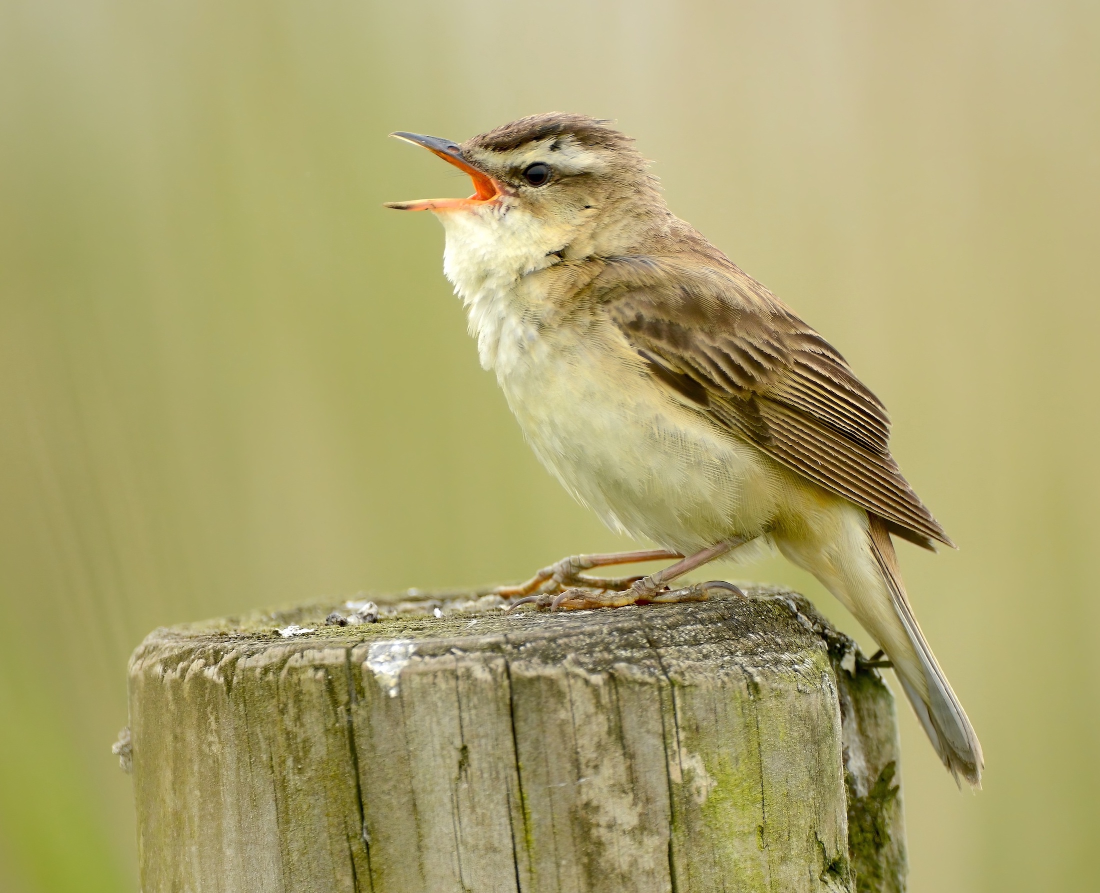 SedgeWarbler 300516 FramptonMarsh SKeightley topaz enhance
