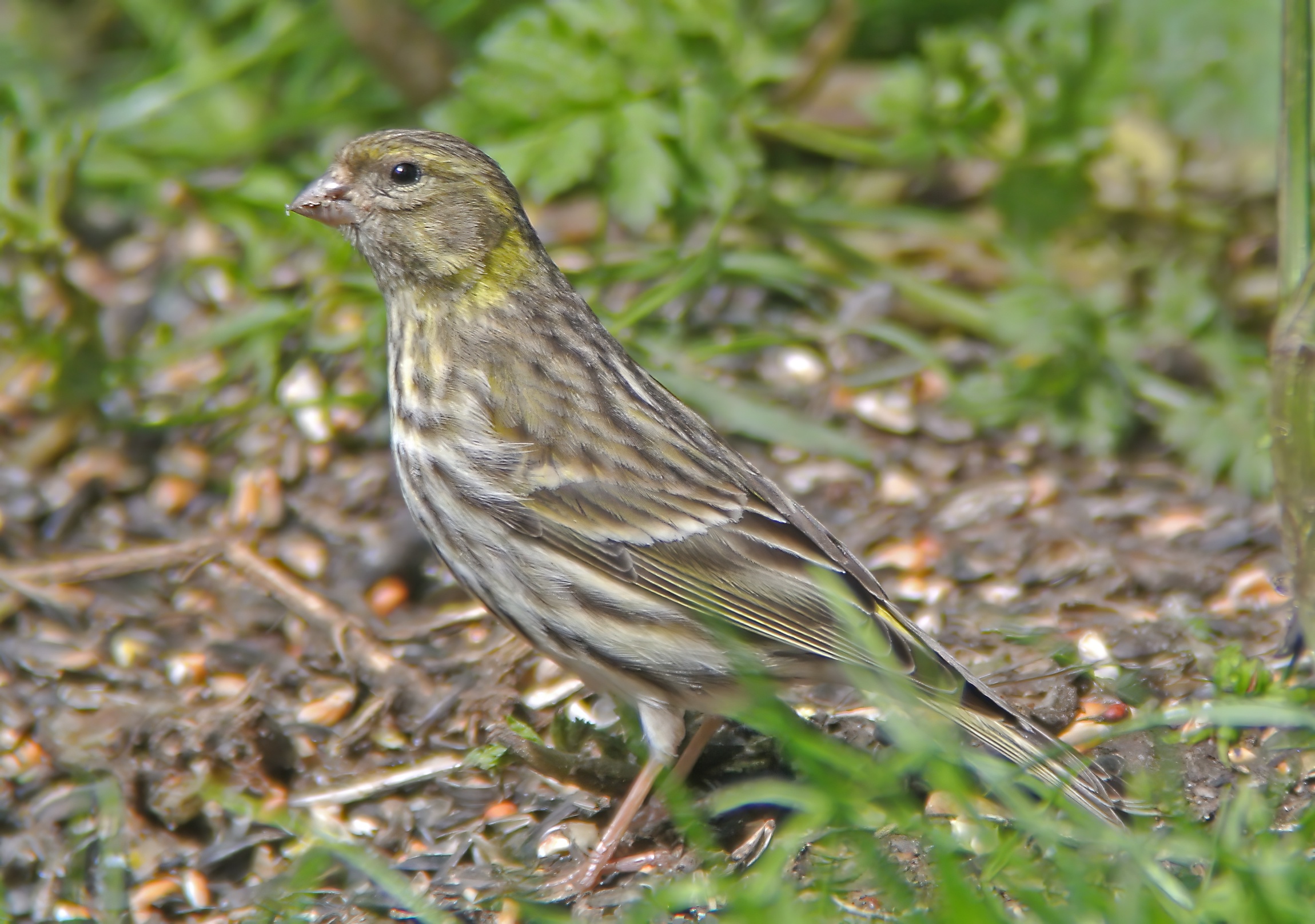 Serin 110514 GibPoint PSullivan topaz enhance