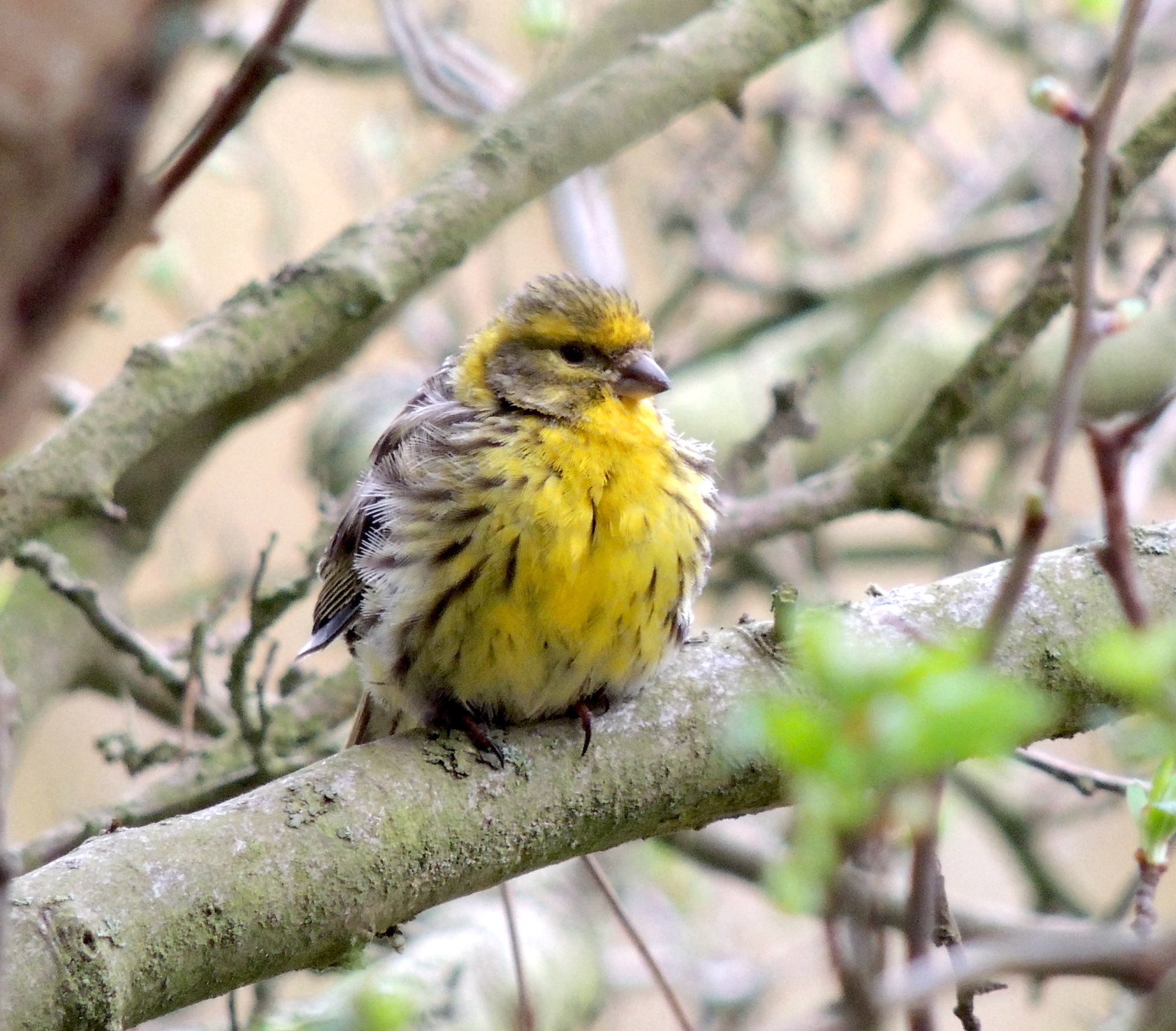 Serin 270413 GibPoint KMWilson