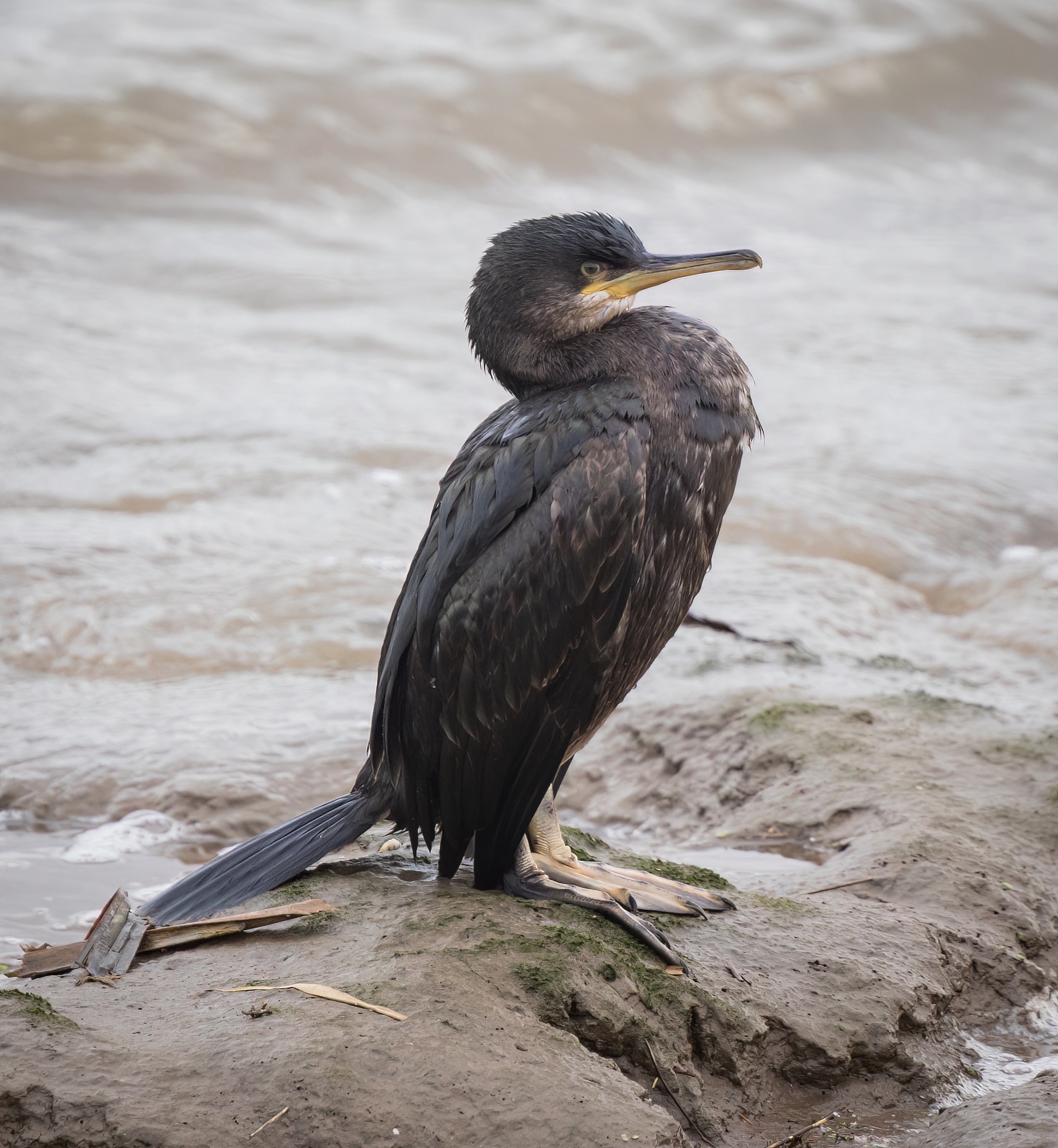 Shag 110318 Witham Mouth JRC topaz denoise