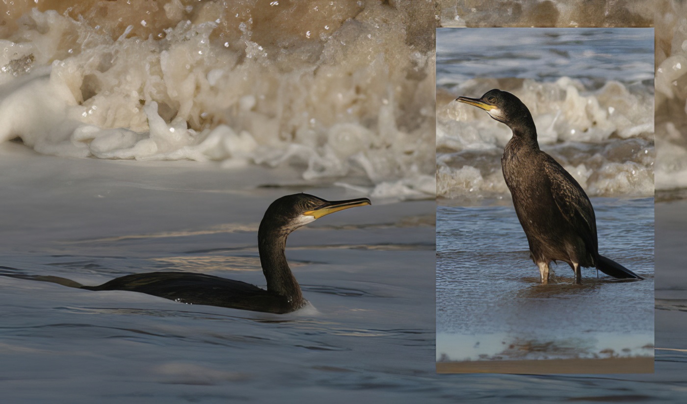 Shag 261011 Anderby APChick topaz enhance