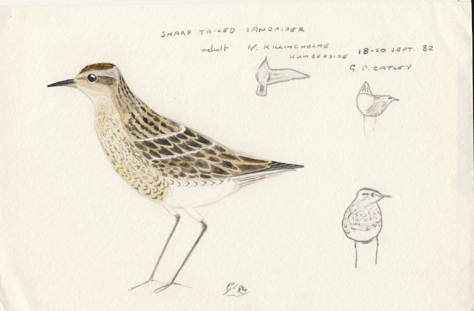 SharpTailedSandSketch 180982 GPC