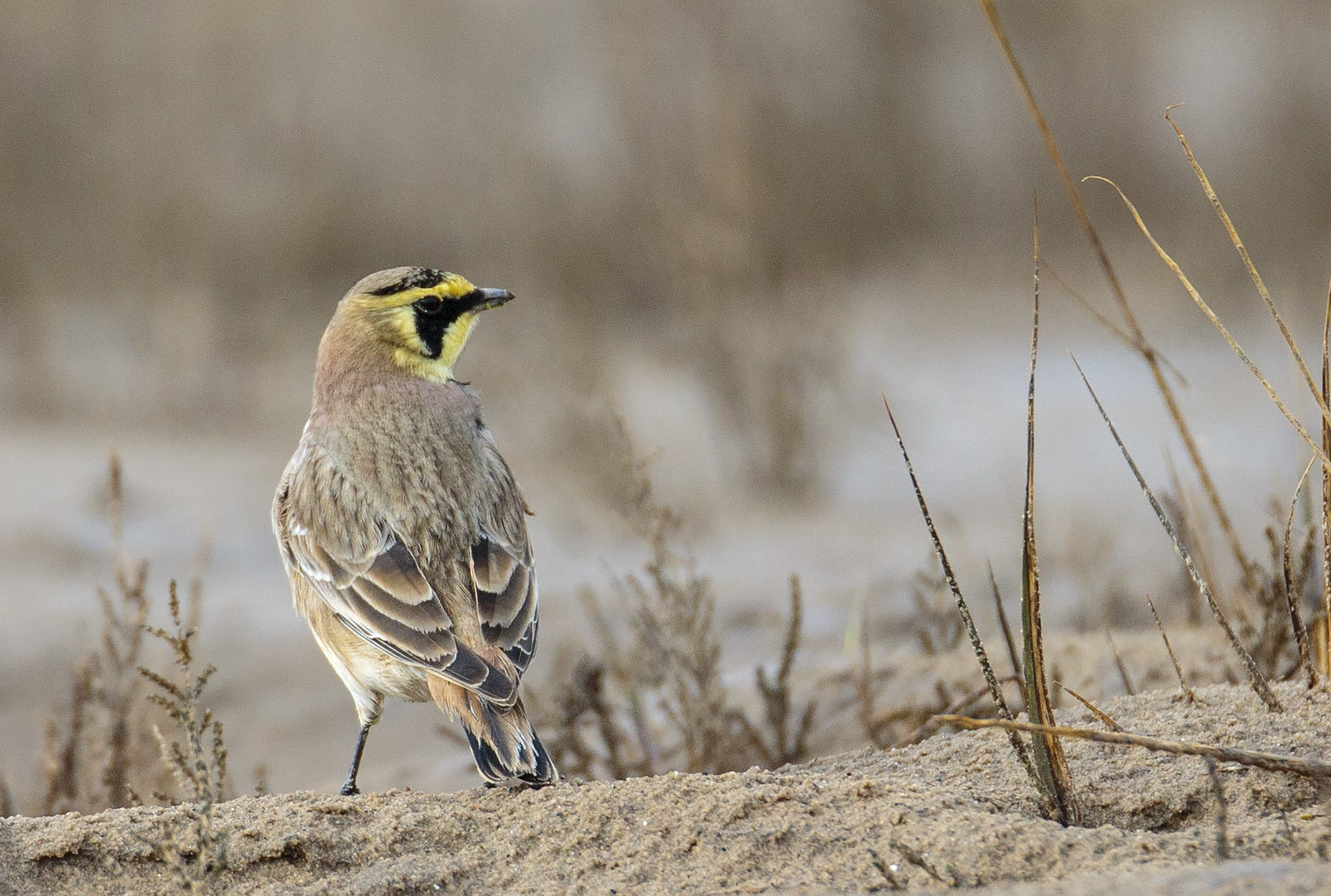 Shorelark2 020316 Cleethorpes GPCatley