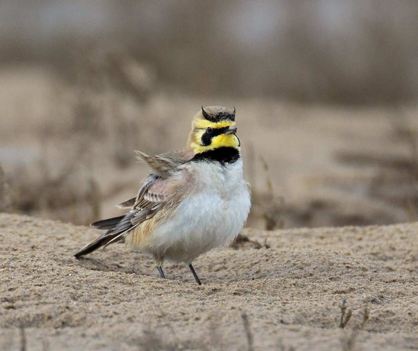 Shorelark horned lark 020316 Cleethorpes GPCatley