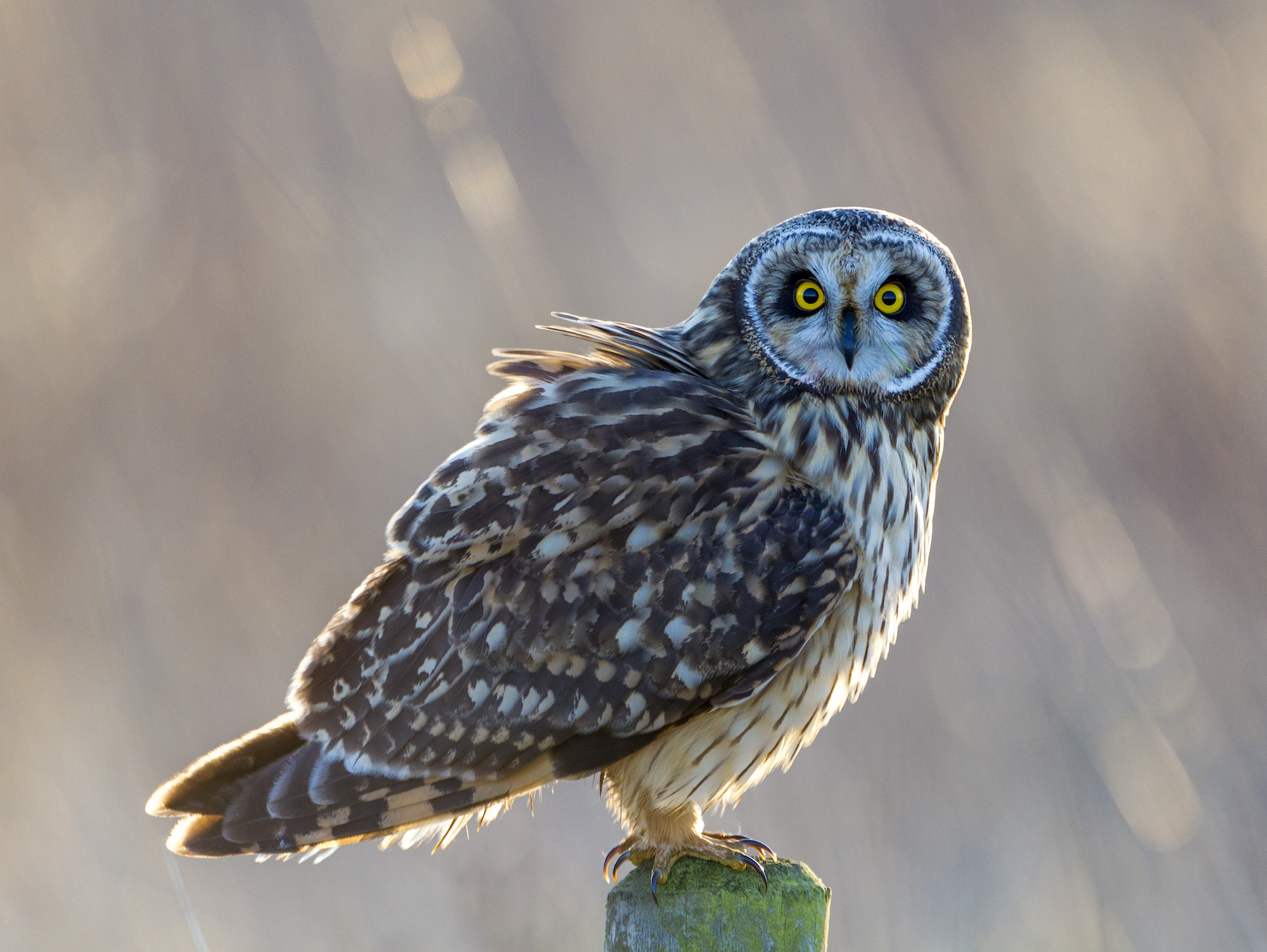 Short eared Owl Worlaby Carrs November 2010 G P Catley