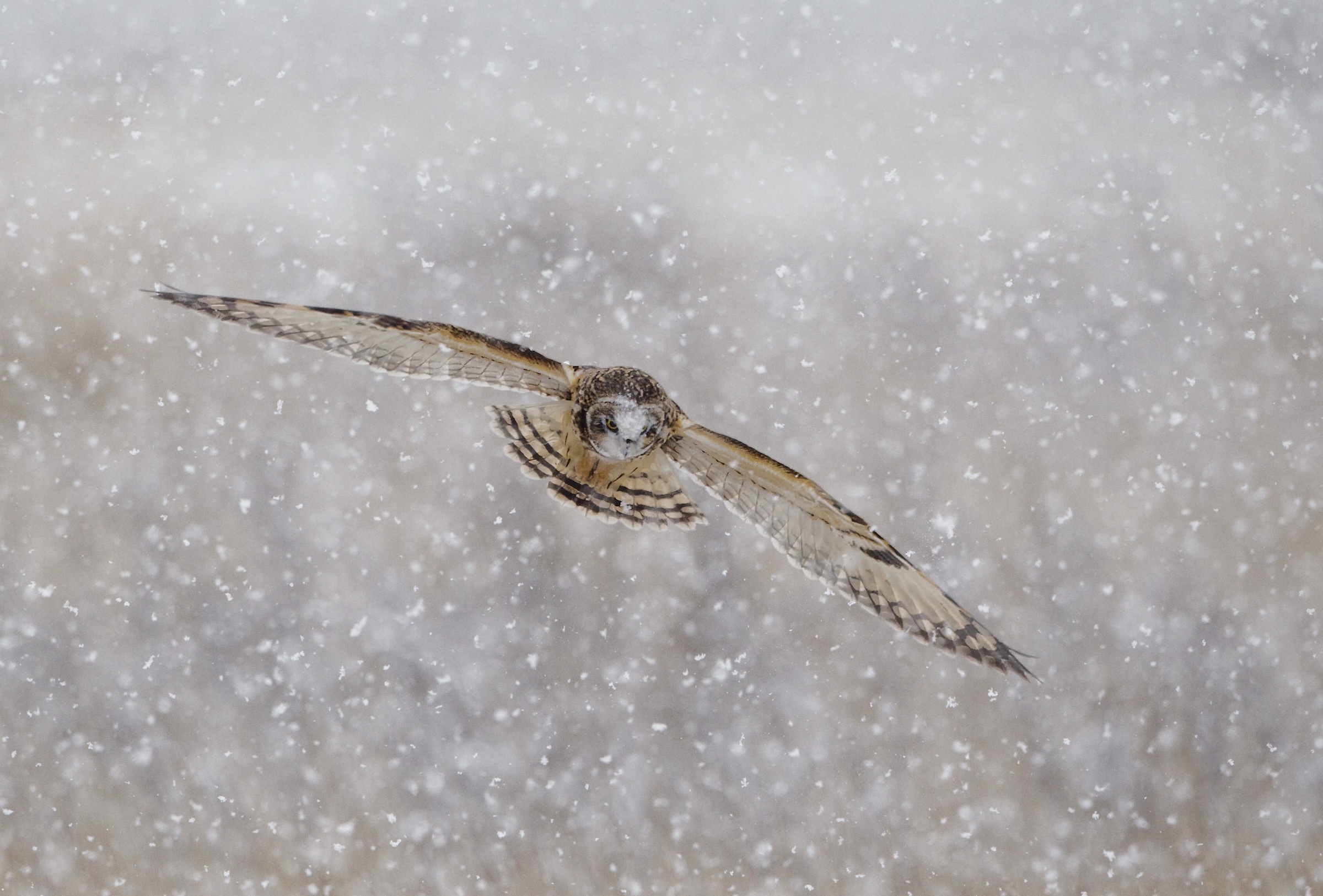 ShortEaredOwl2 281110 WorlabyCarrs GPCatley topaz sharpen
