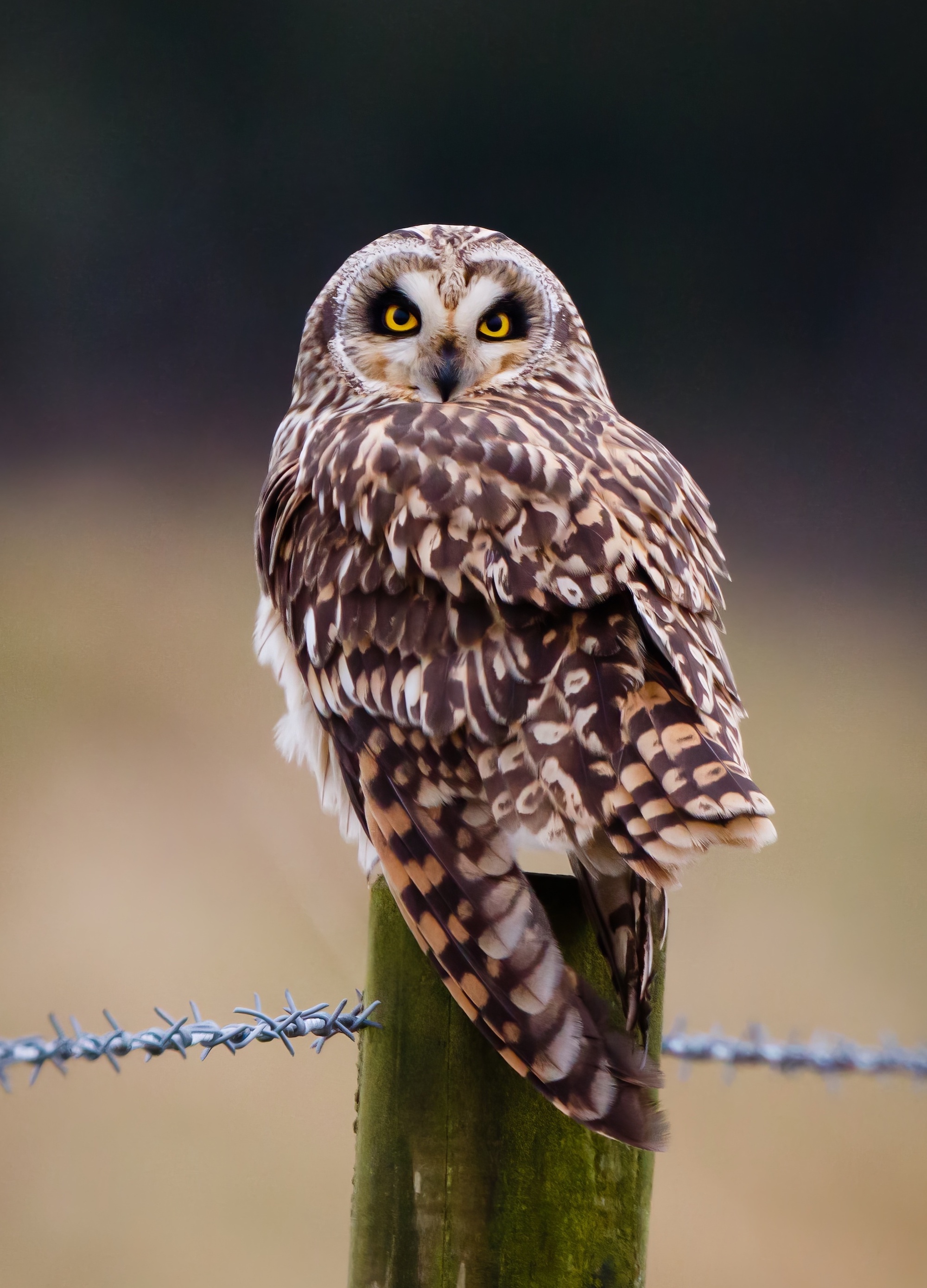ShortEaredOwl 160117 SaltfleetbyElmHouseFm JRClarkson topaz enhance