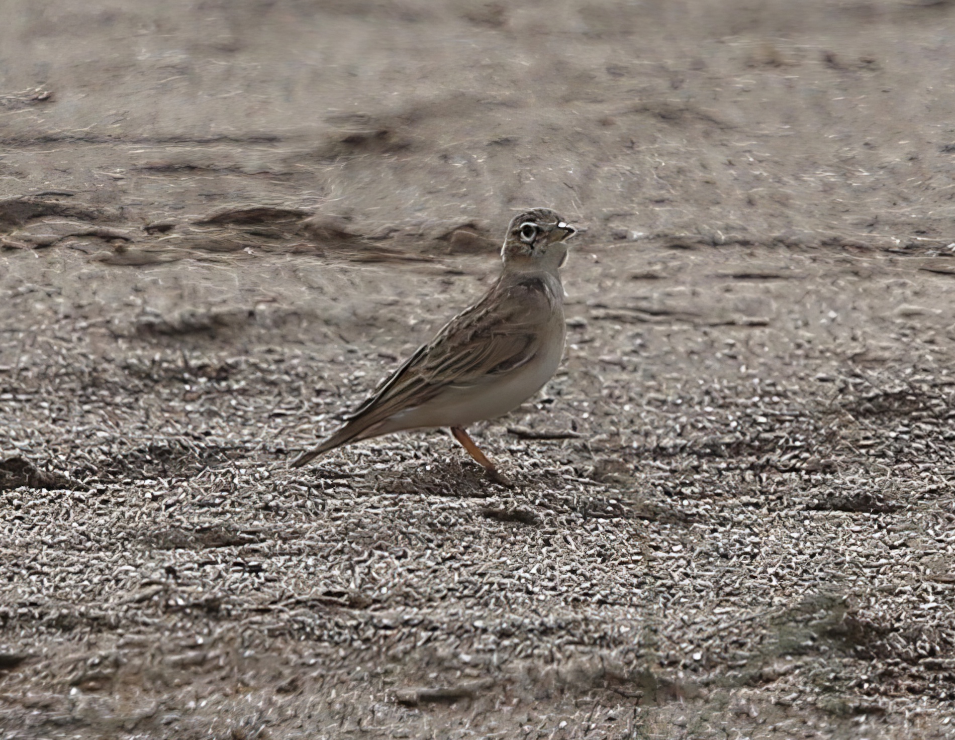 ShortToedLark2 250813 GibPoint ChrisAtkin topaz enhance