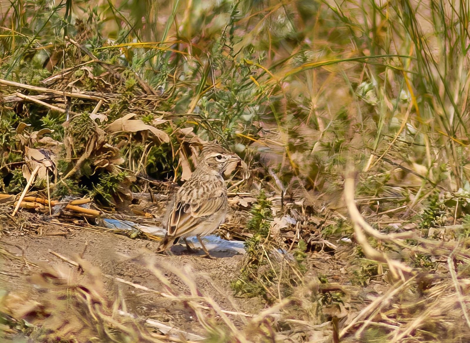 ShortToedLark 250813 GibPoint GPCatley topaz enhance