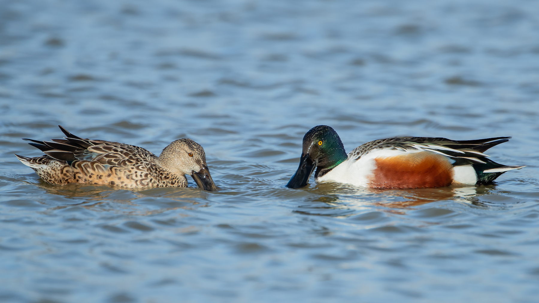 Shoveler 020319 Grainthorpe MarkDJohnson