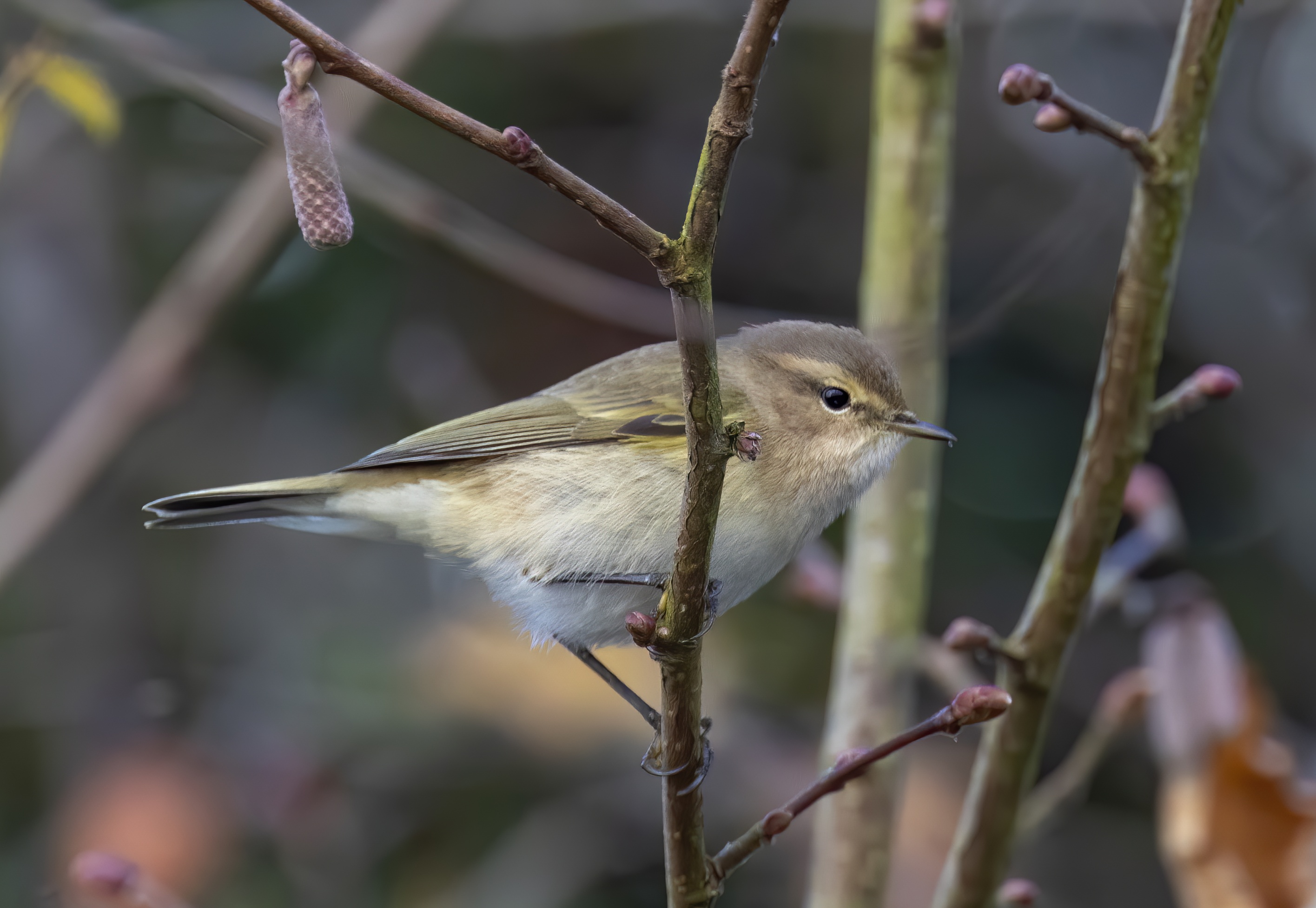 SiberianChiffchaff Jan2016 Alkborough GPCatley topaz denoise